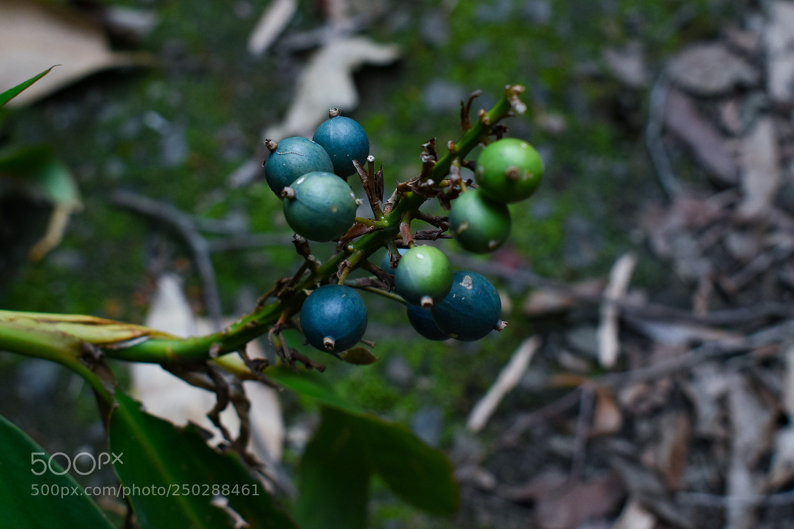 Nikon D5500 sample photo. Blue green fruit photography