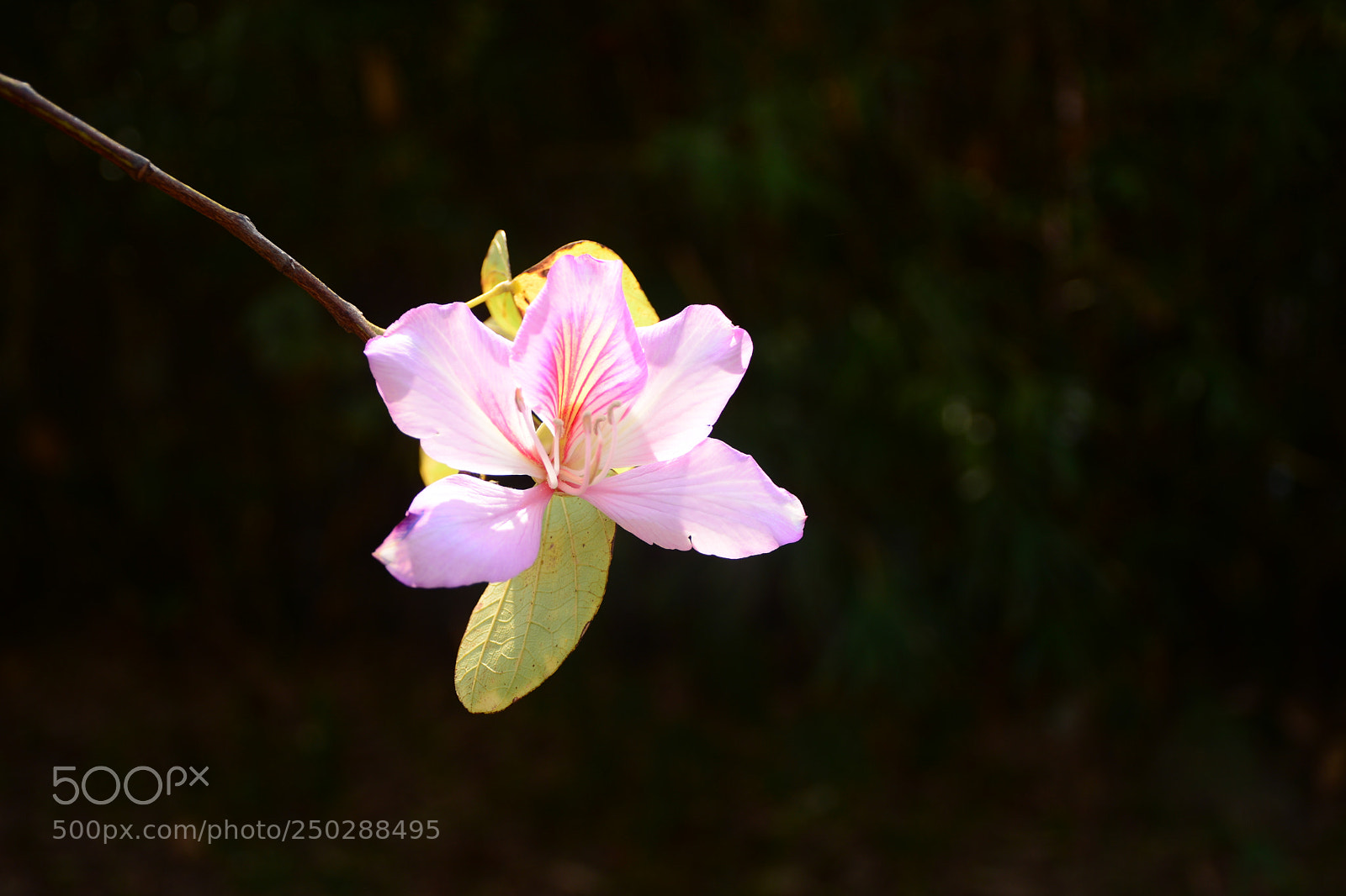 Nikon D7100 sample photo. Brilliant flower photography
