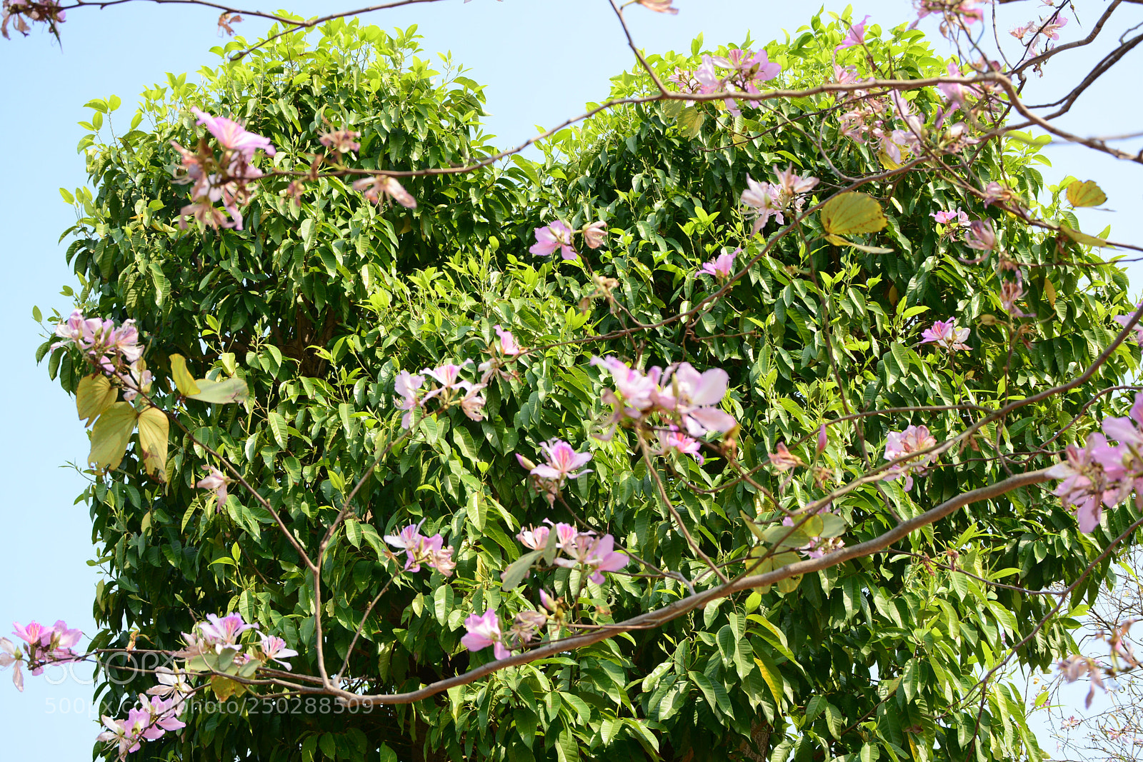 Nikon D7100 sample photo. Heart shaped tree photography