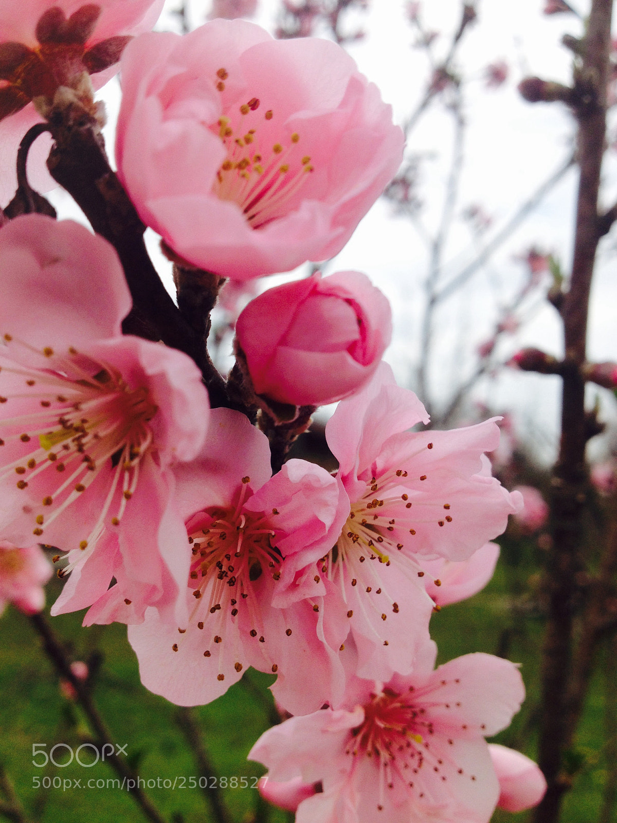 Apple iPhone 4S sample photo. Peach photography