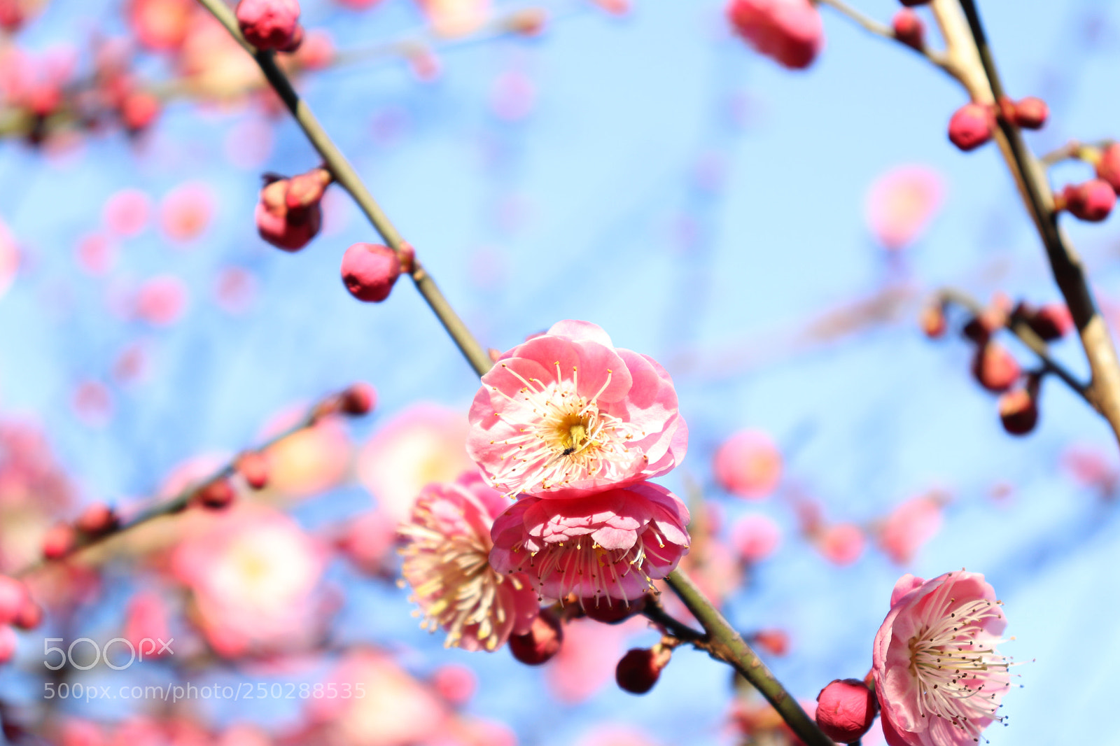 Canon EOS 800D (EOS Rebel T7i / EOS Kiss X9i) sample photo. Peach blossom photography