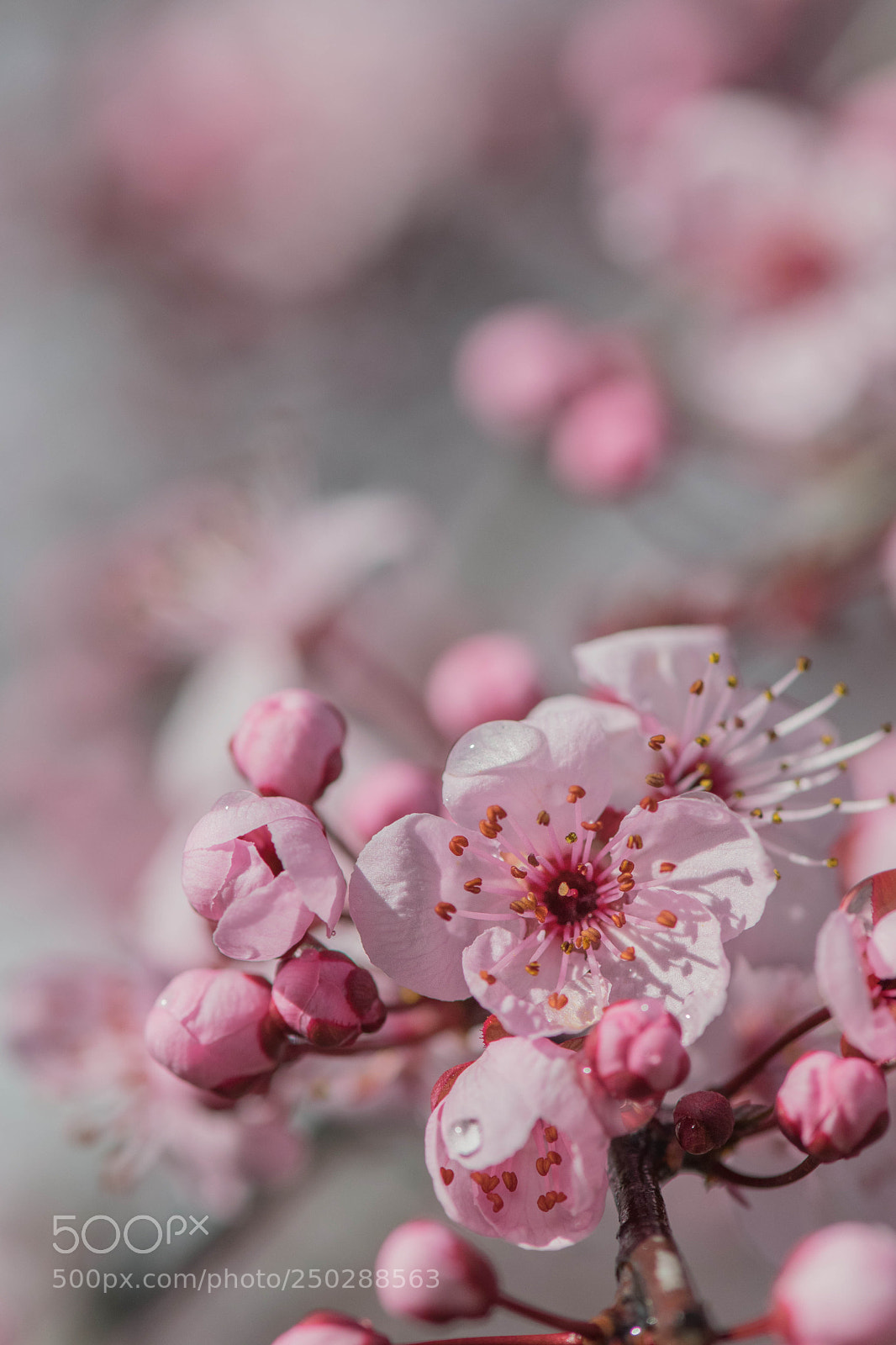 Nikon D5300 sample photo. Spring photography