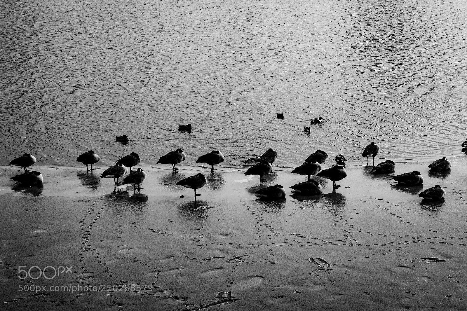 Canon PowerShot G7 X Mark II sample photo. Ducks photography