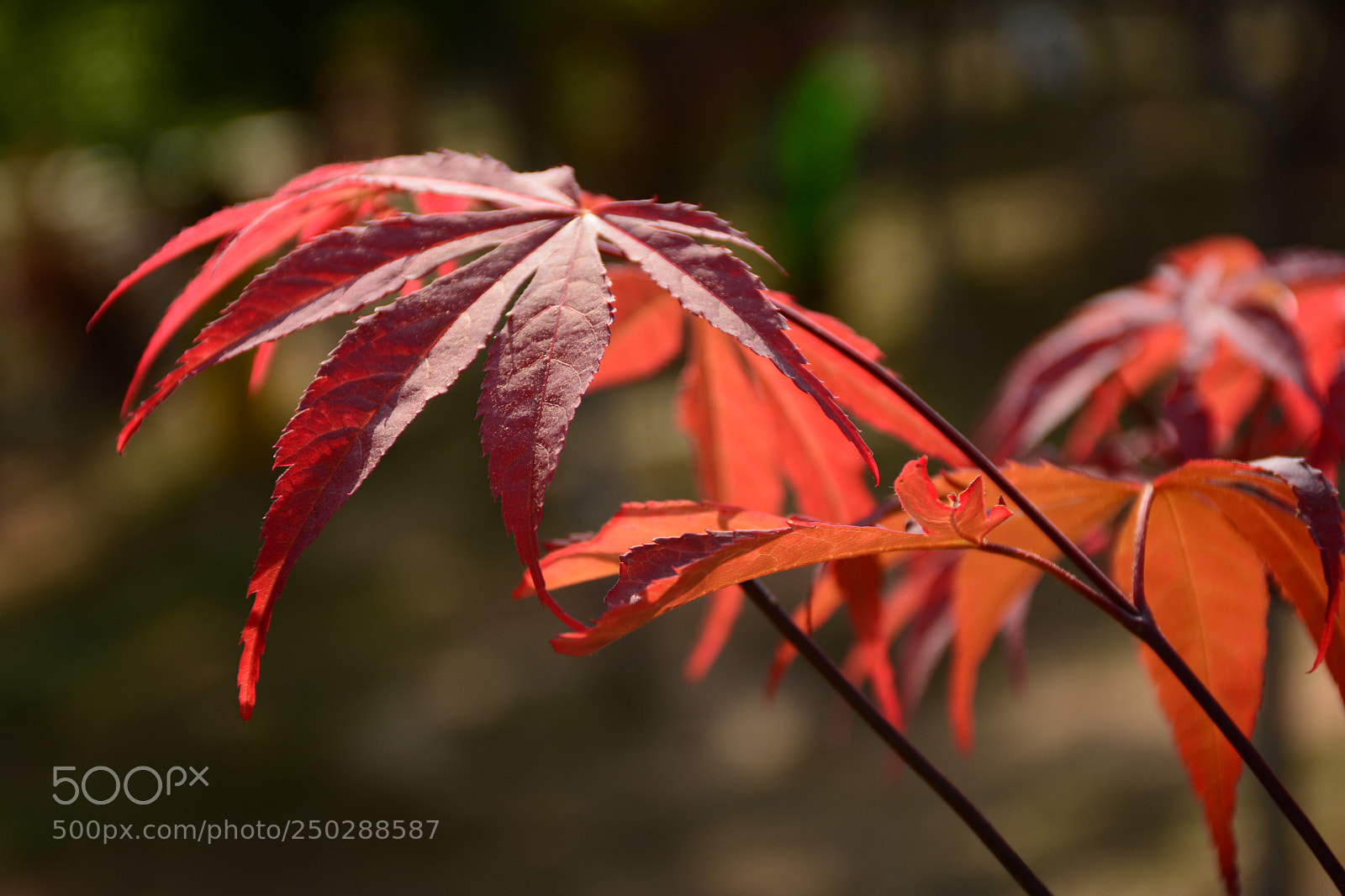 Nikon D7100 sample photo. Red maple leaf photography
