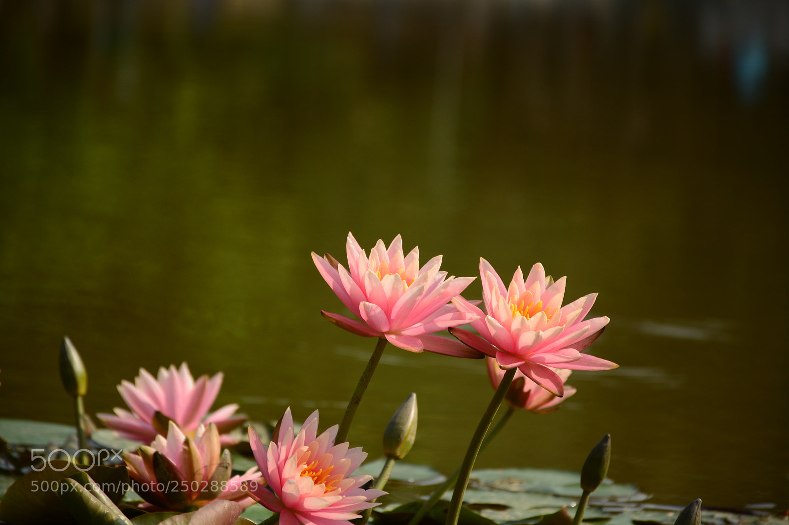 Nikon D7100 sample photo. Water lotus photography