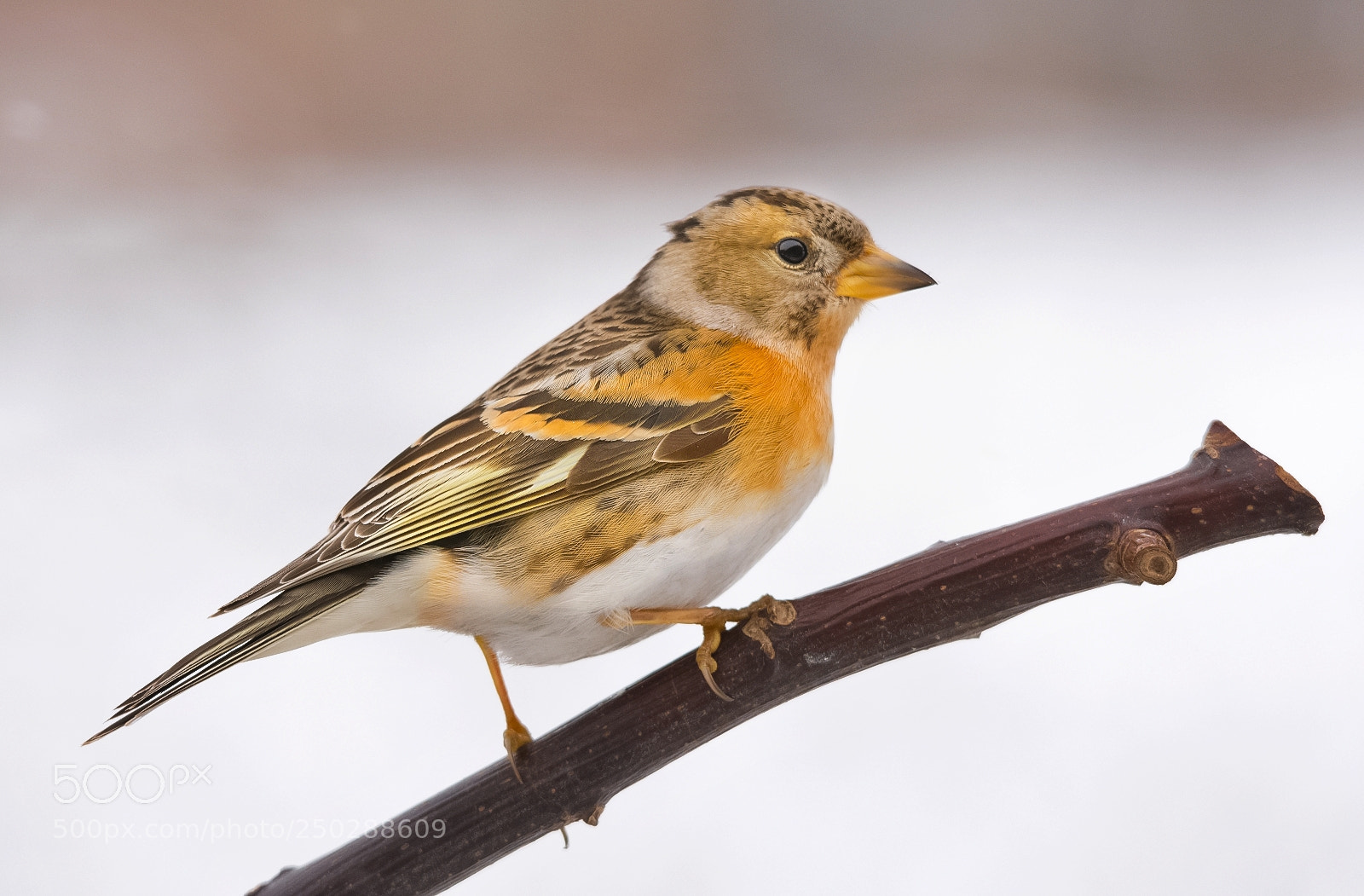 Nikon D7200 sample photo. Brambling photography