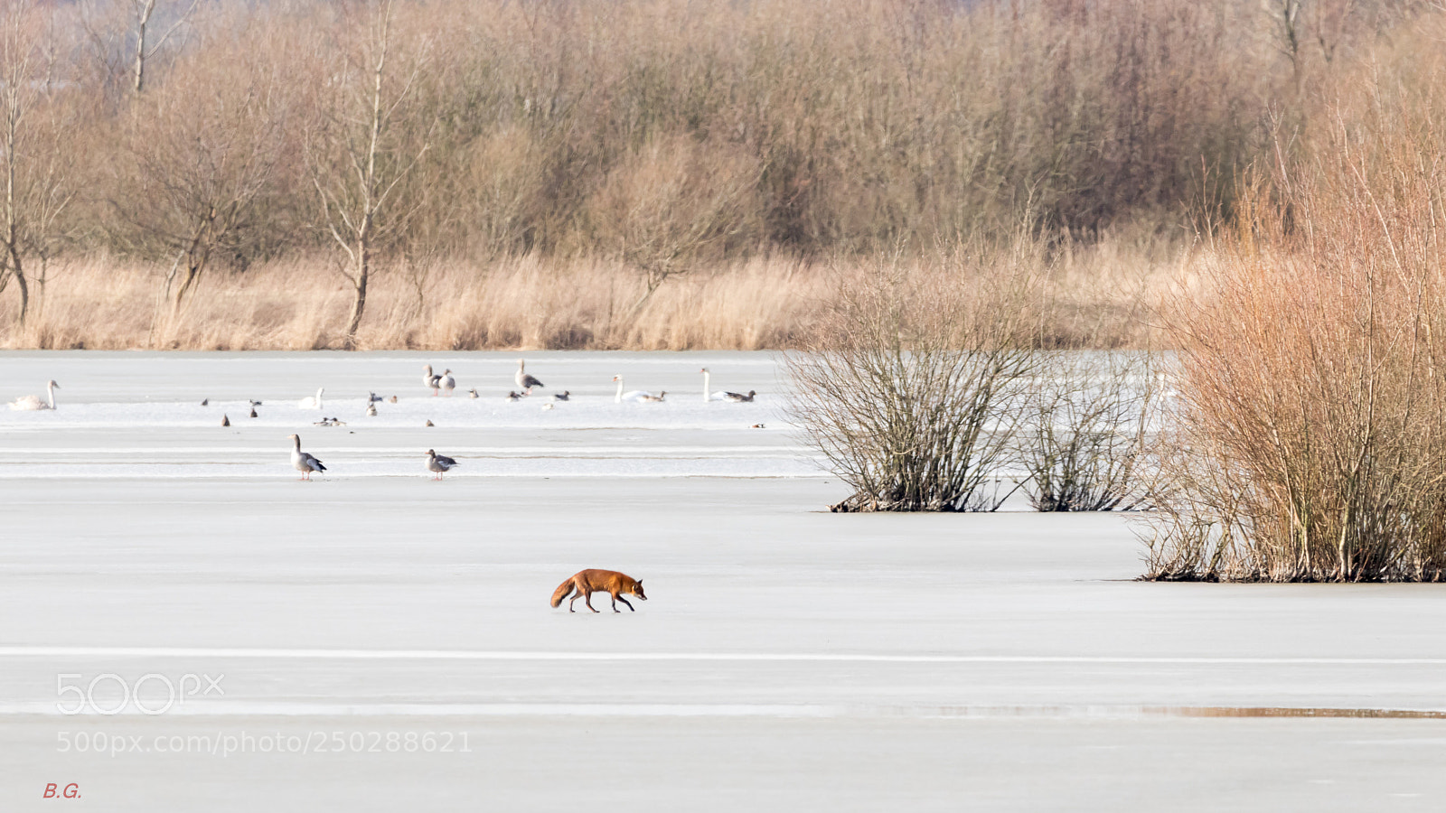 Canon EOS 80D sample photo. Fox on ice photography