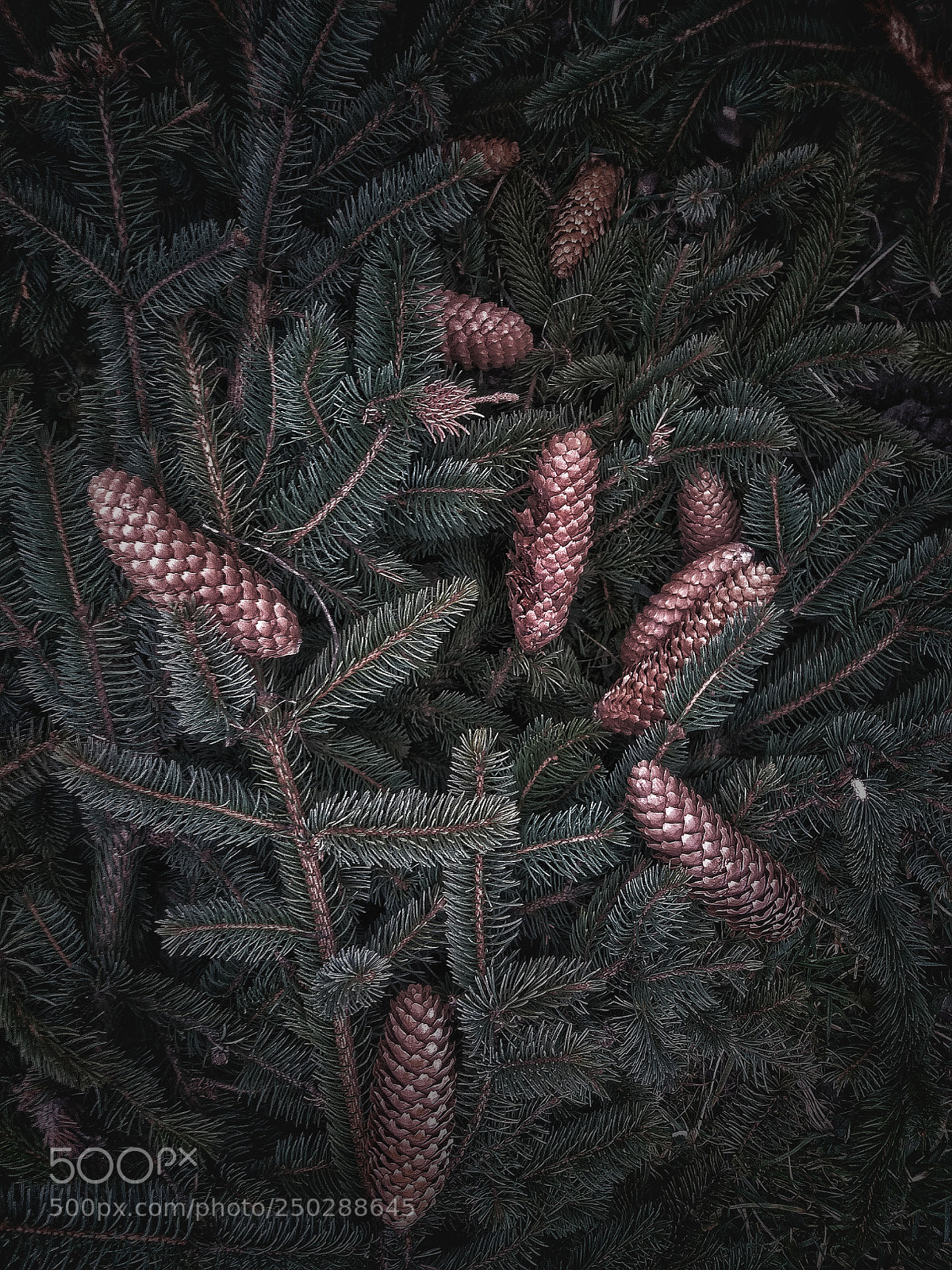 Samsung Galaxy J5(2016) sample photo. Pine cones! photography