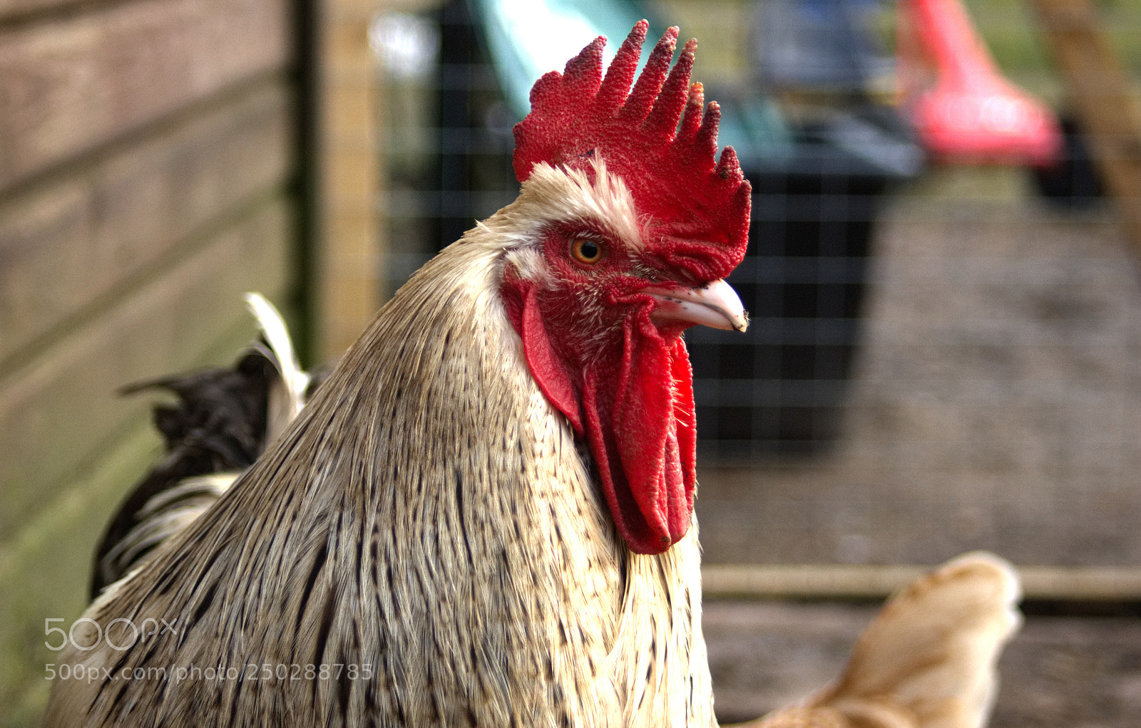 Sony Alpha DSLR-A350 sample photo. Stolzer hahn photography