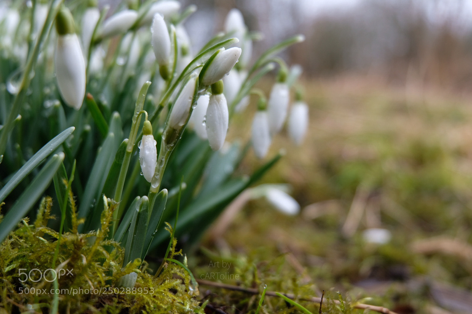 Fujifilm X-T20 sample photo. Snowdrops photography