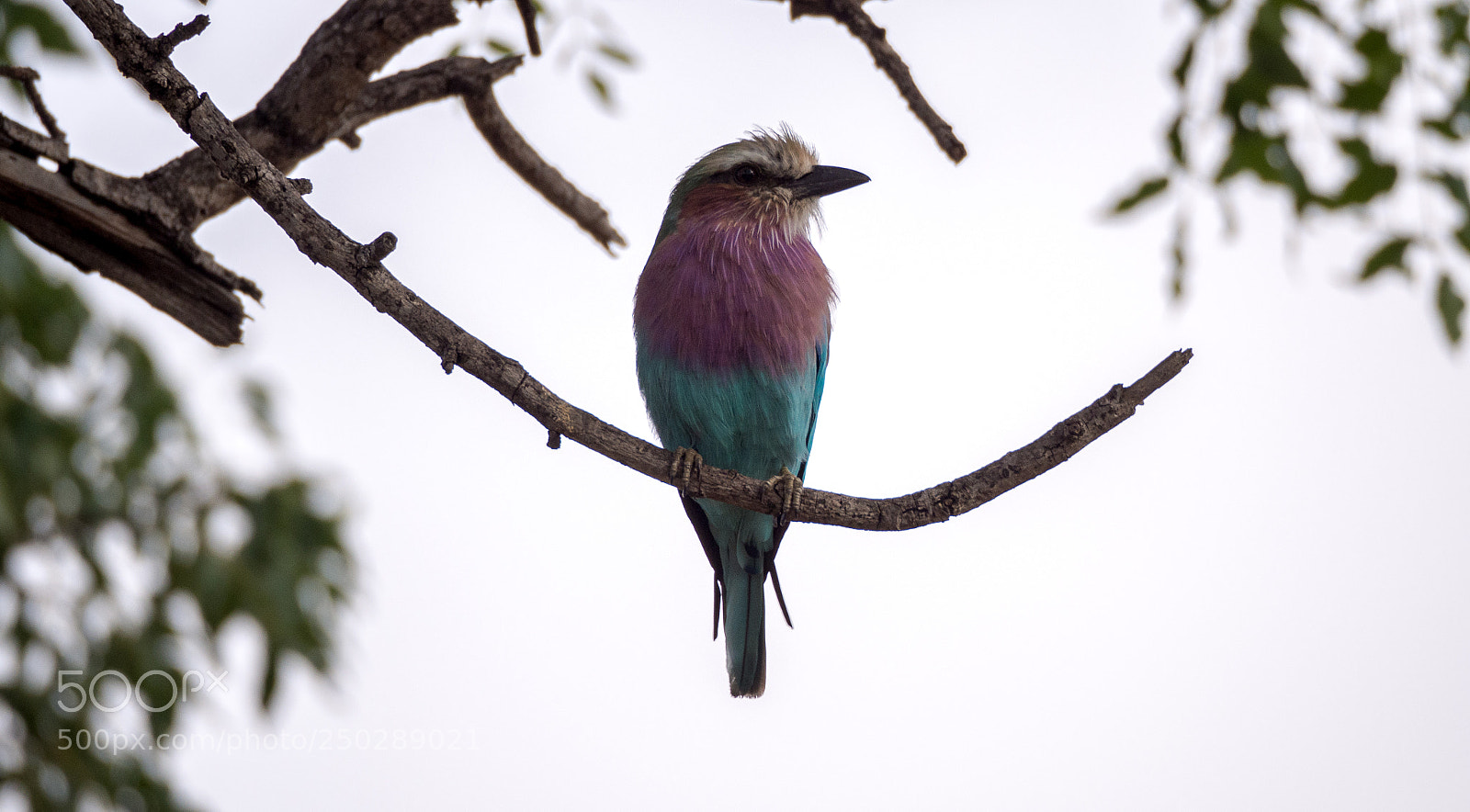 Olympus OM-D E-M10 II sample photo. Lilac-breasted roller photography