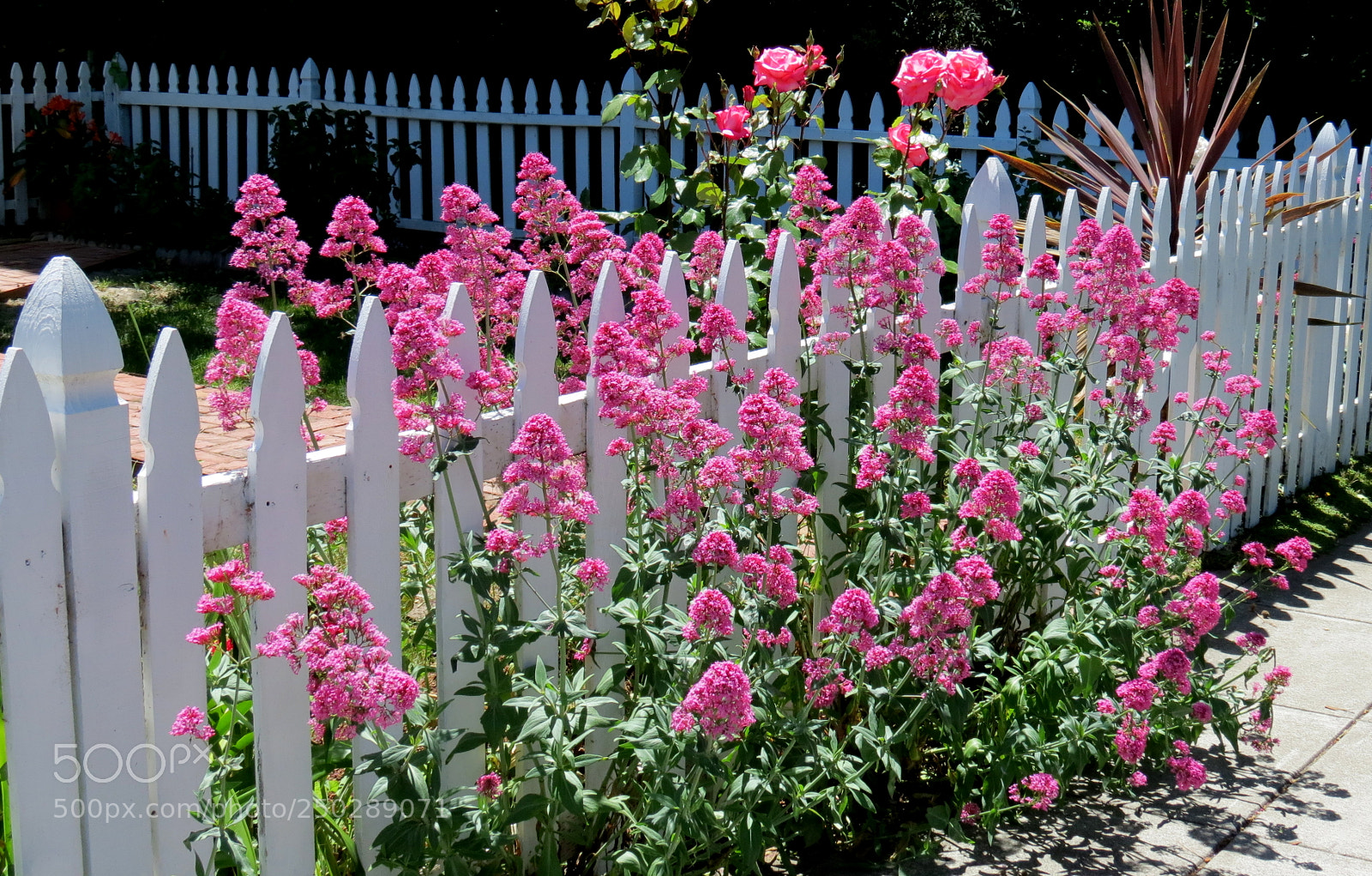 Canon PowerShot SX40 HS sample photo. Pink on the pickets photography