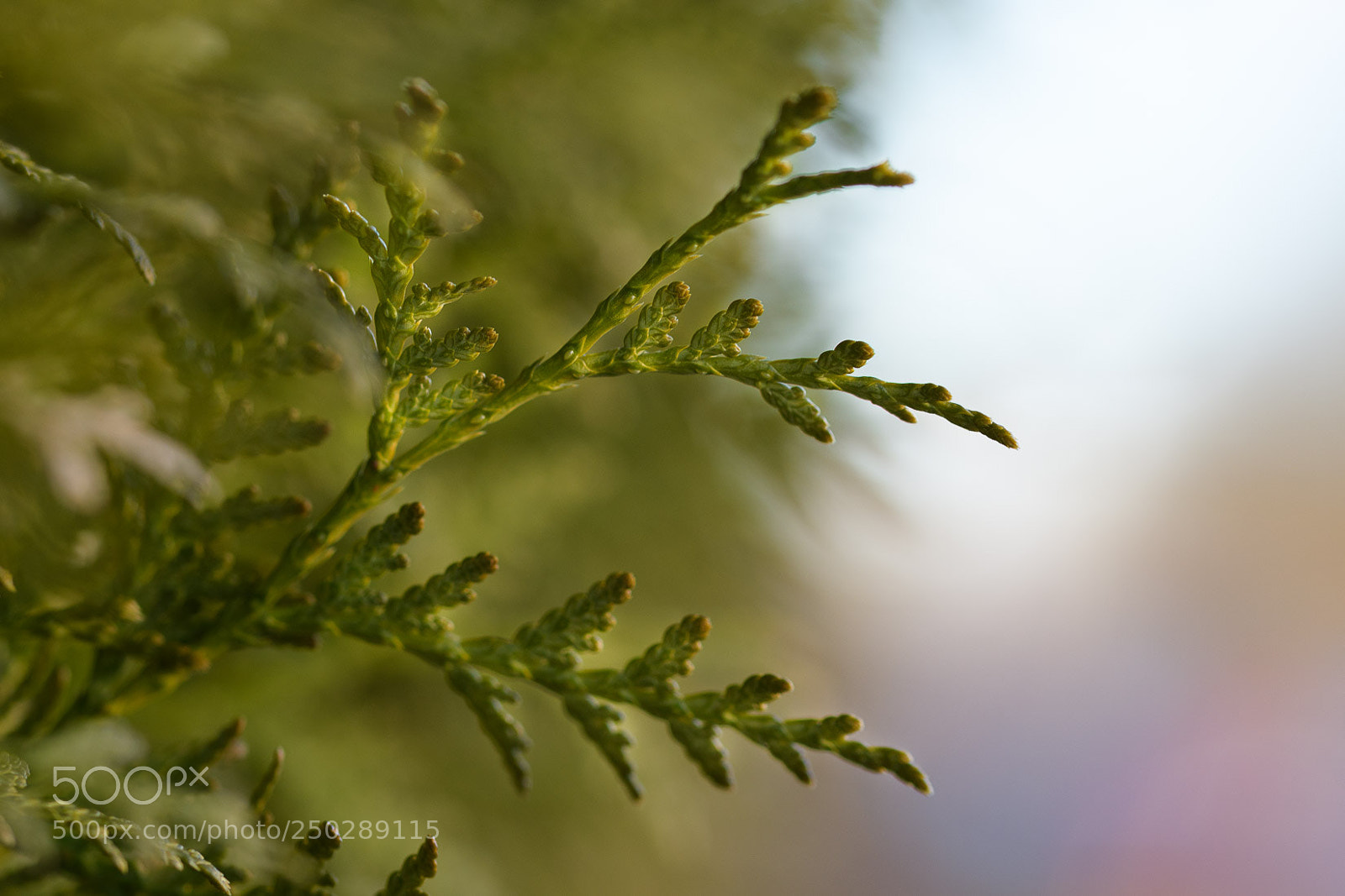Nikon D500 sample photo. Green mood photography
