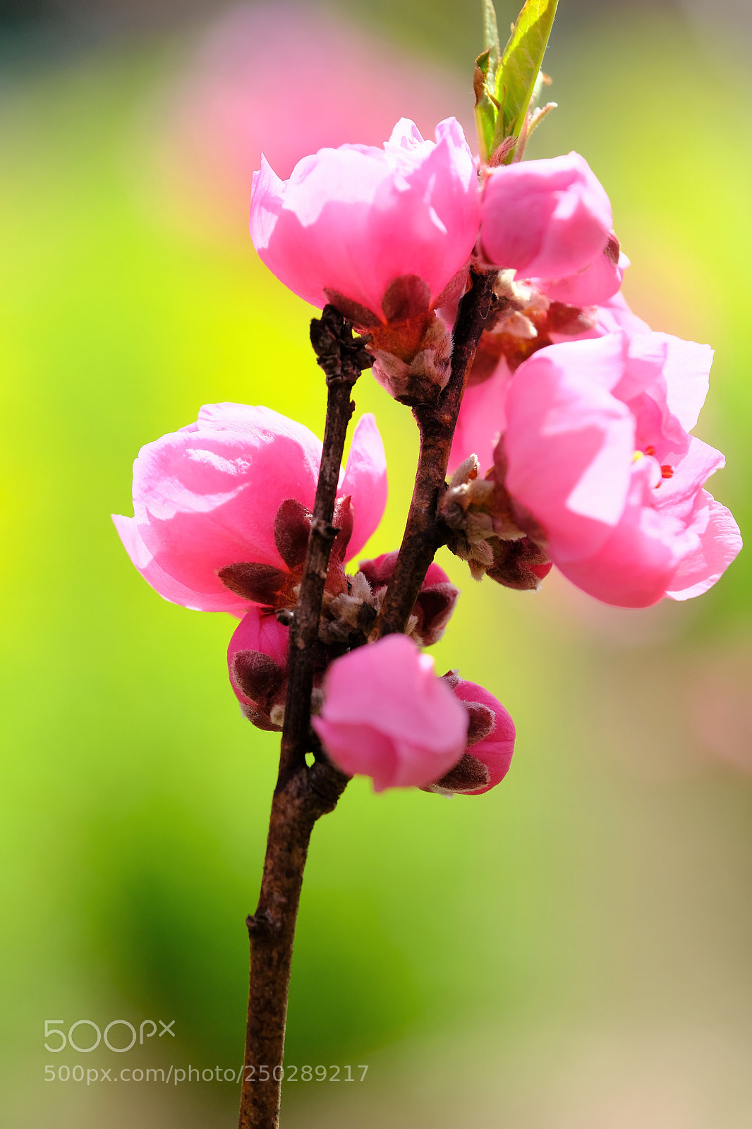 Fujifilm X-T2 sample photo. Spring scent photography