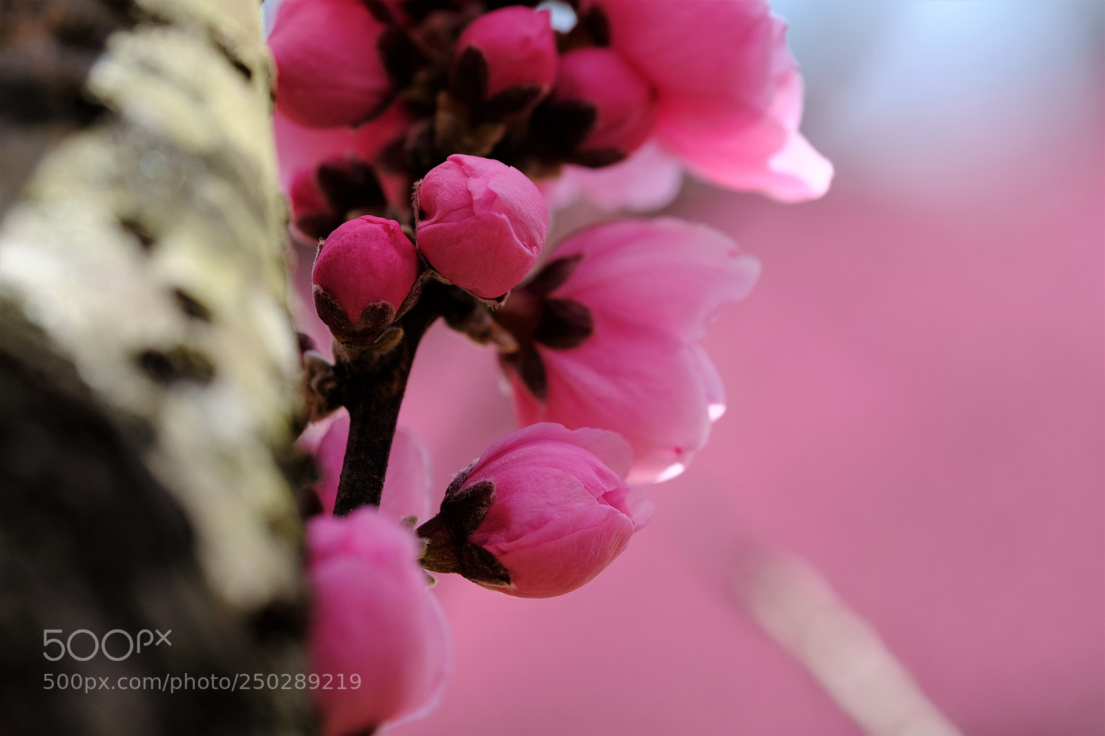 Fujifilm X-T2 sample photo. Spring scent photography