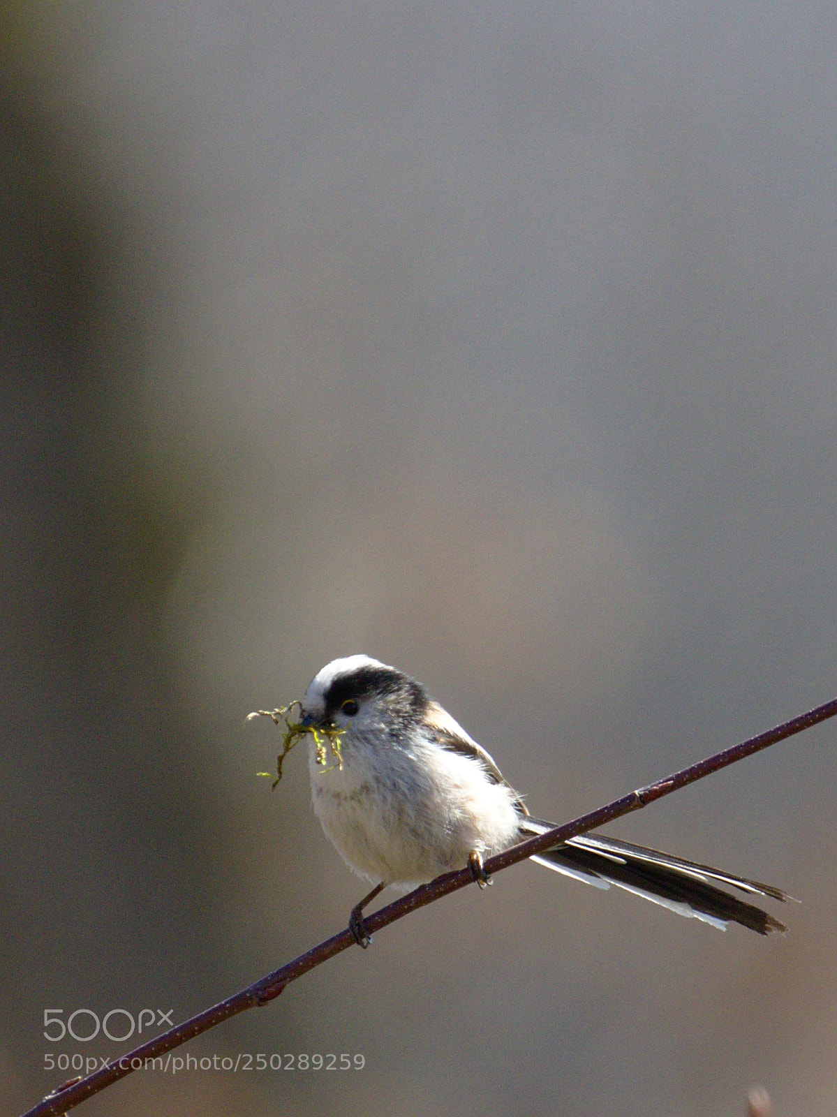 Olympus OM-D E-M10 sample photo. Building a nest photography