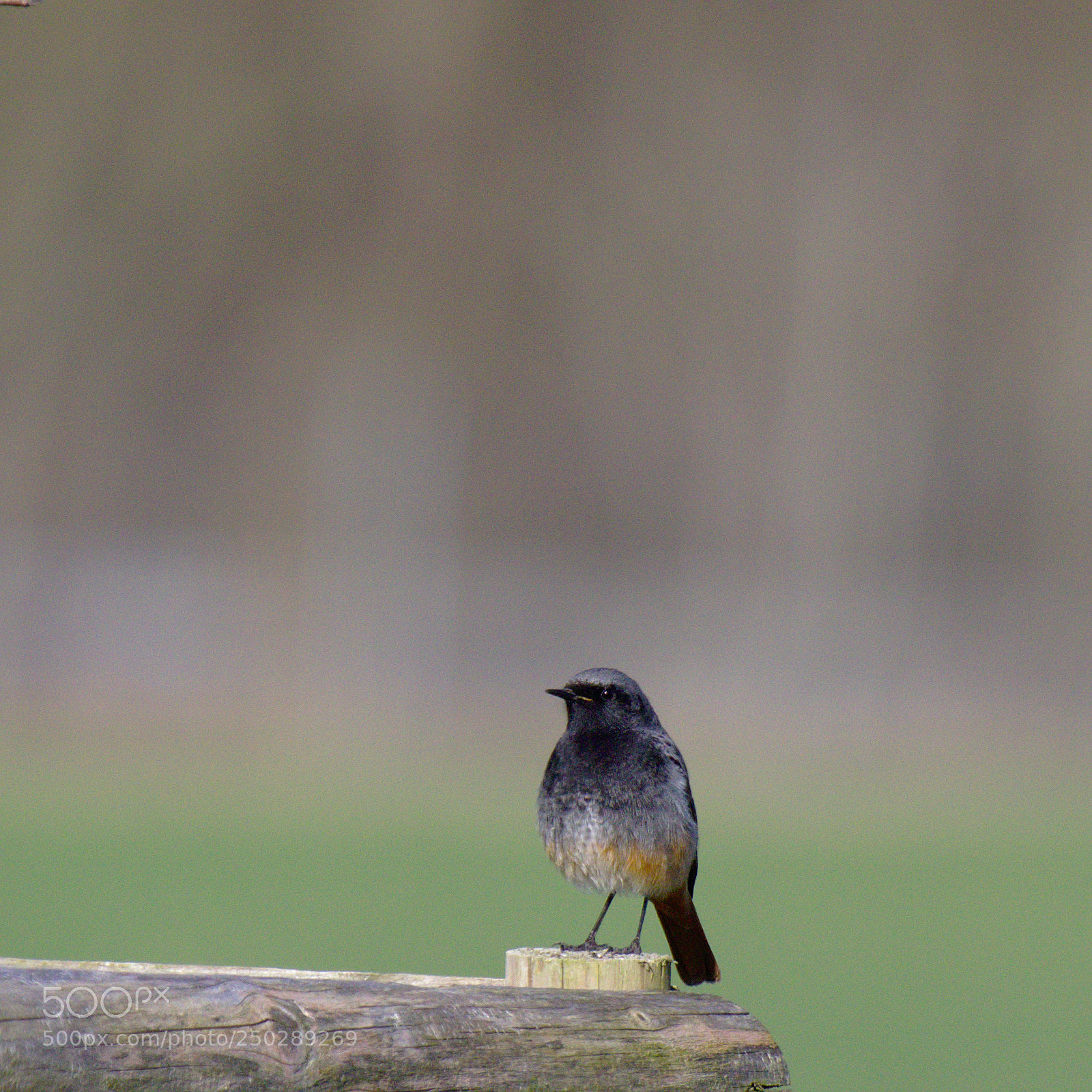 Olympus OM-D E-M10 sample photo. Watch bird photography