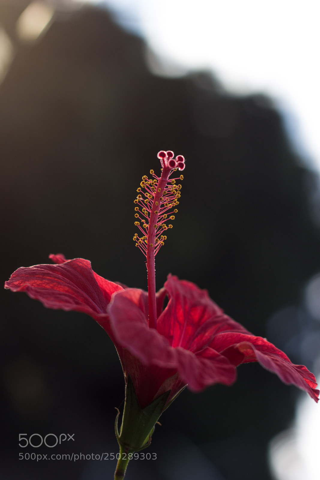 Canon EOS 600D (Rebel EOS T3i / EOS Kiss X5) sample photo. Luminous pollination photography