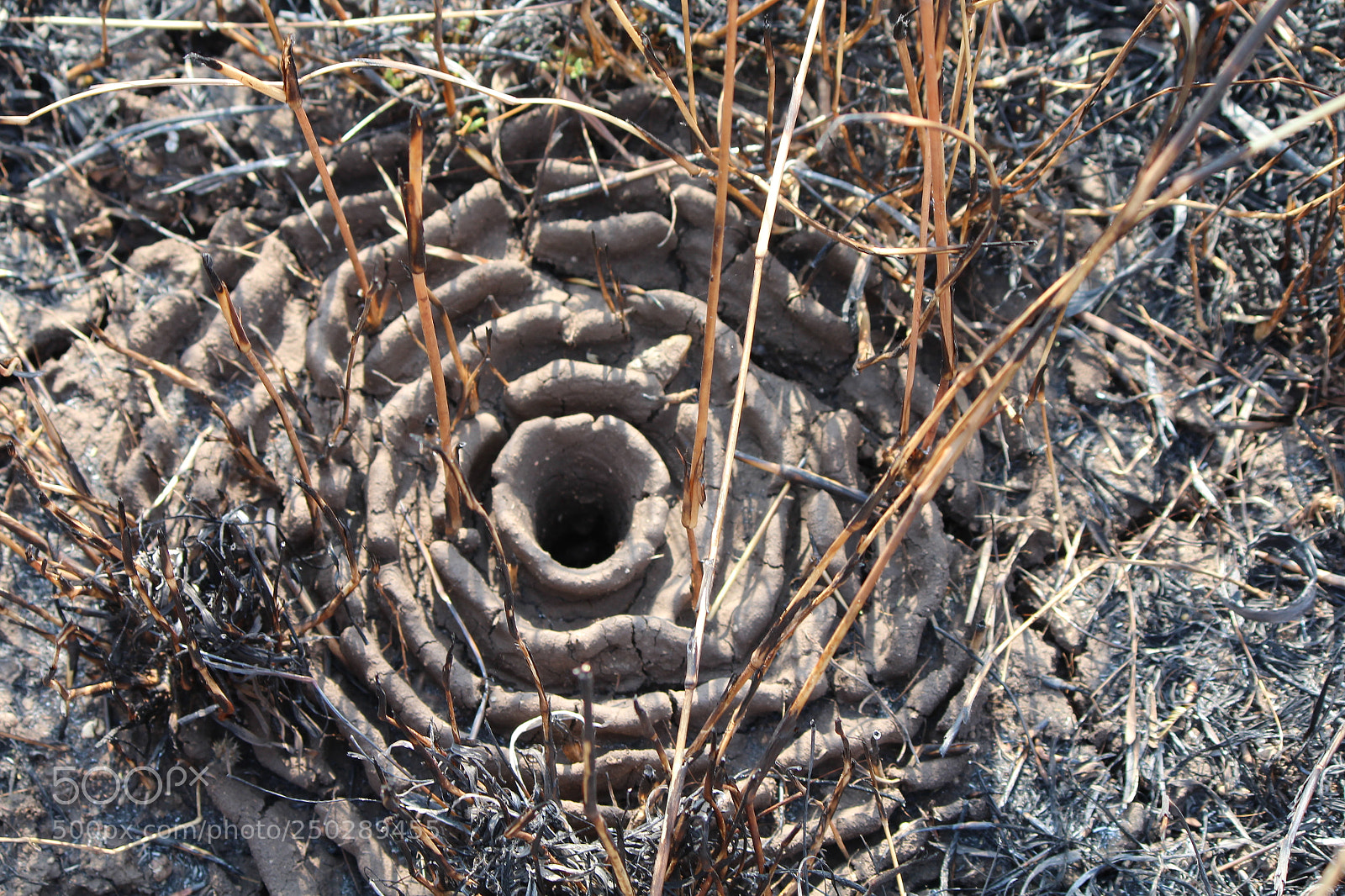 Canon EF-S 55-250mm F4-5.6 IS II sample photo. Ant house photography