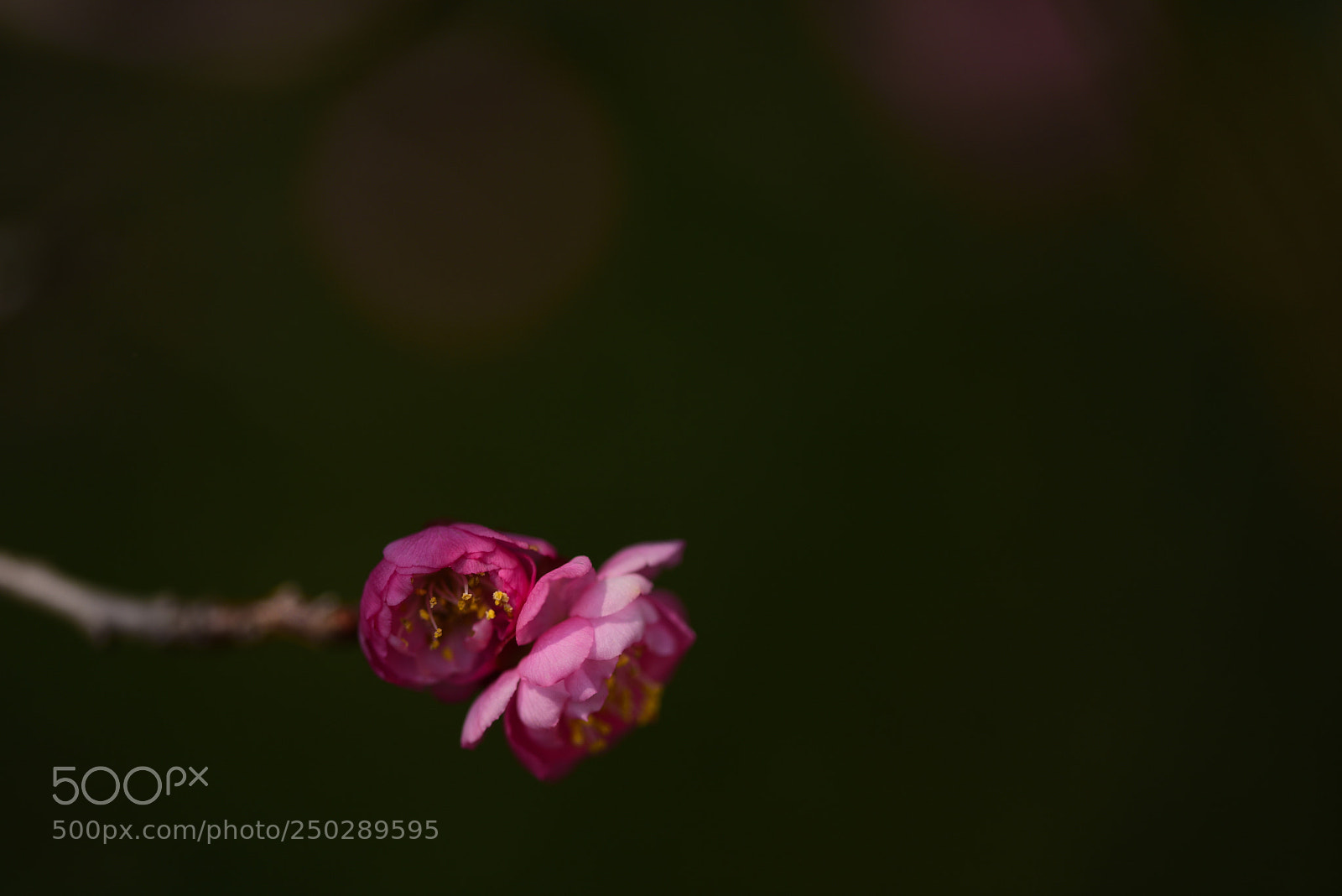 Nikon D810 sample photo. Untitled photography