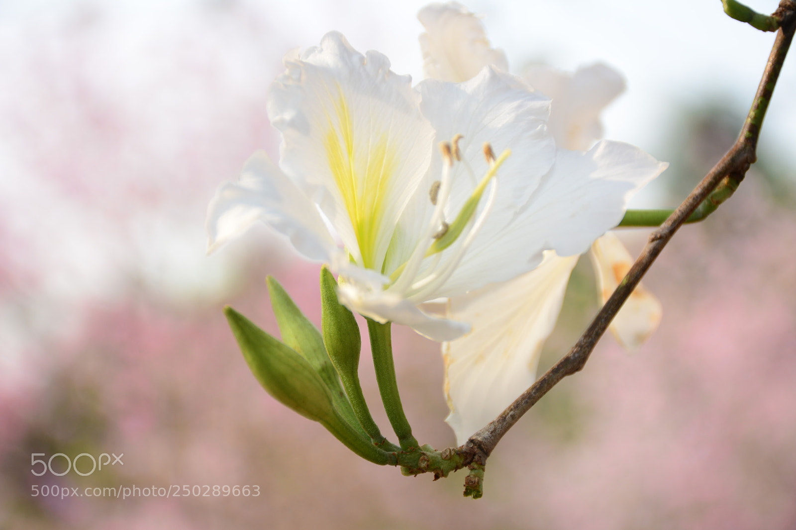 Nikon D7100 sample photo. Flower photography
