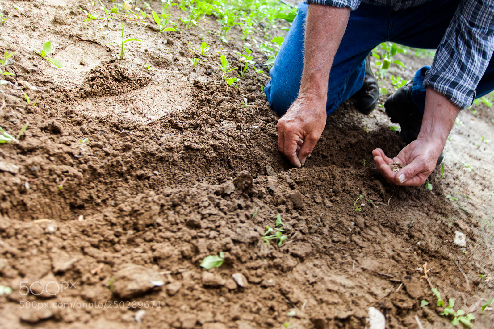 Canon EOS 5D Mark II sample photo. Man planting plant joe photography