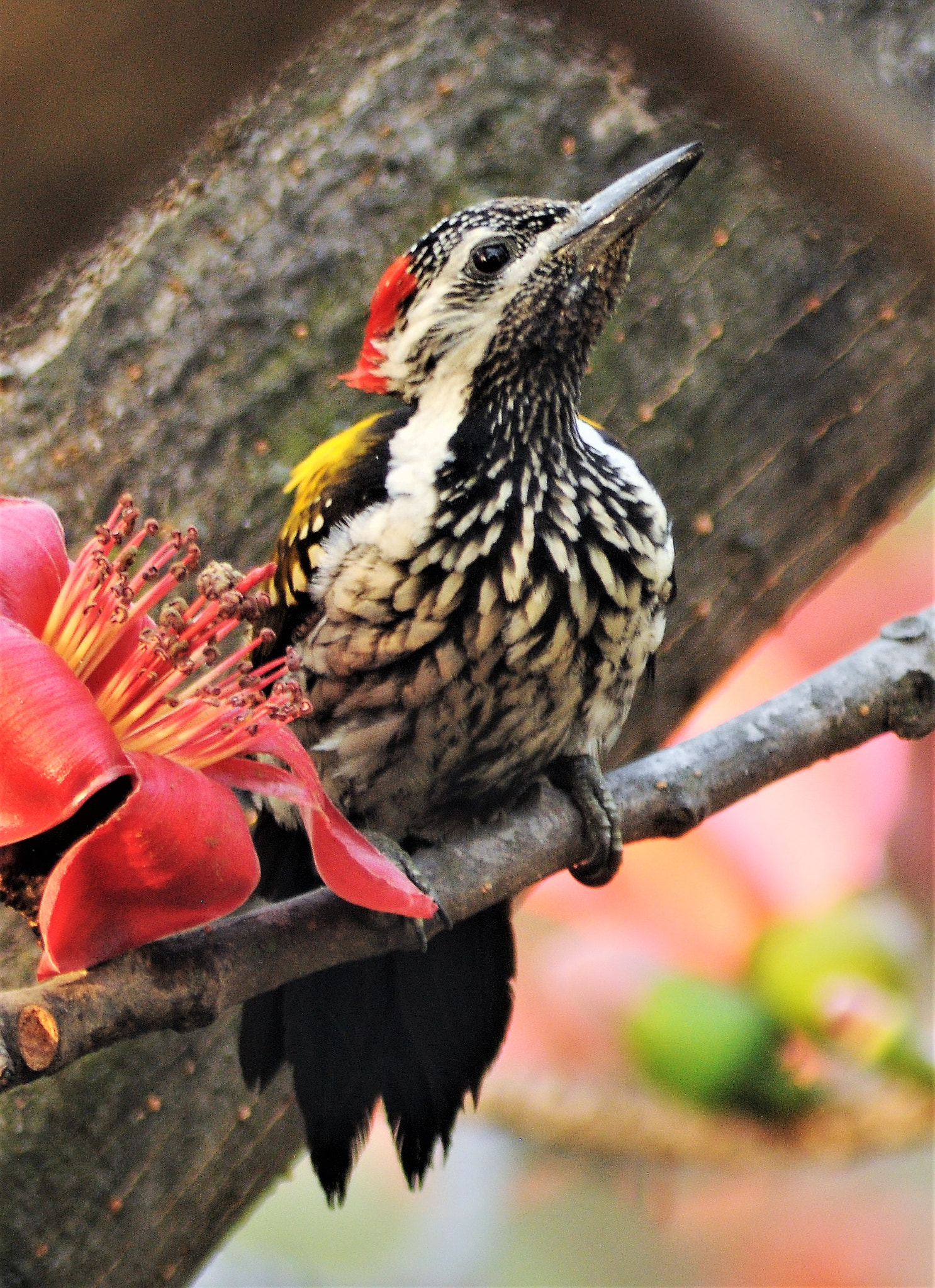 AF Zoom-Nikkor 70-300mm f/4-5.6D ED sample photo. Black rumped flameback photography