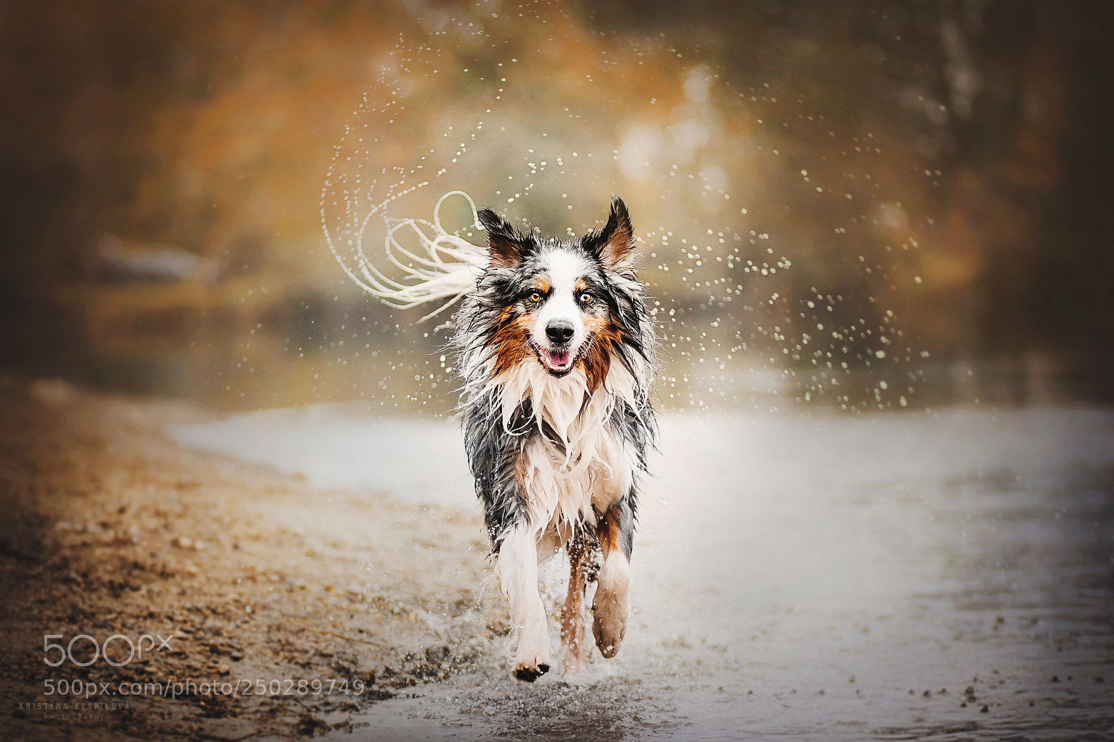 Canon EOS 5D Mark IV sample photo. Water monster photography