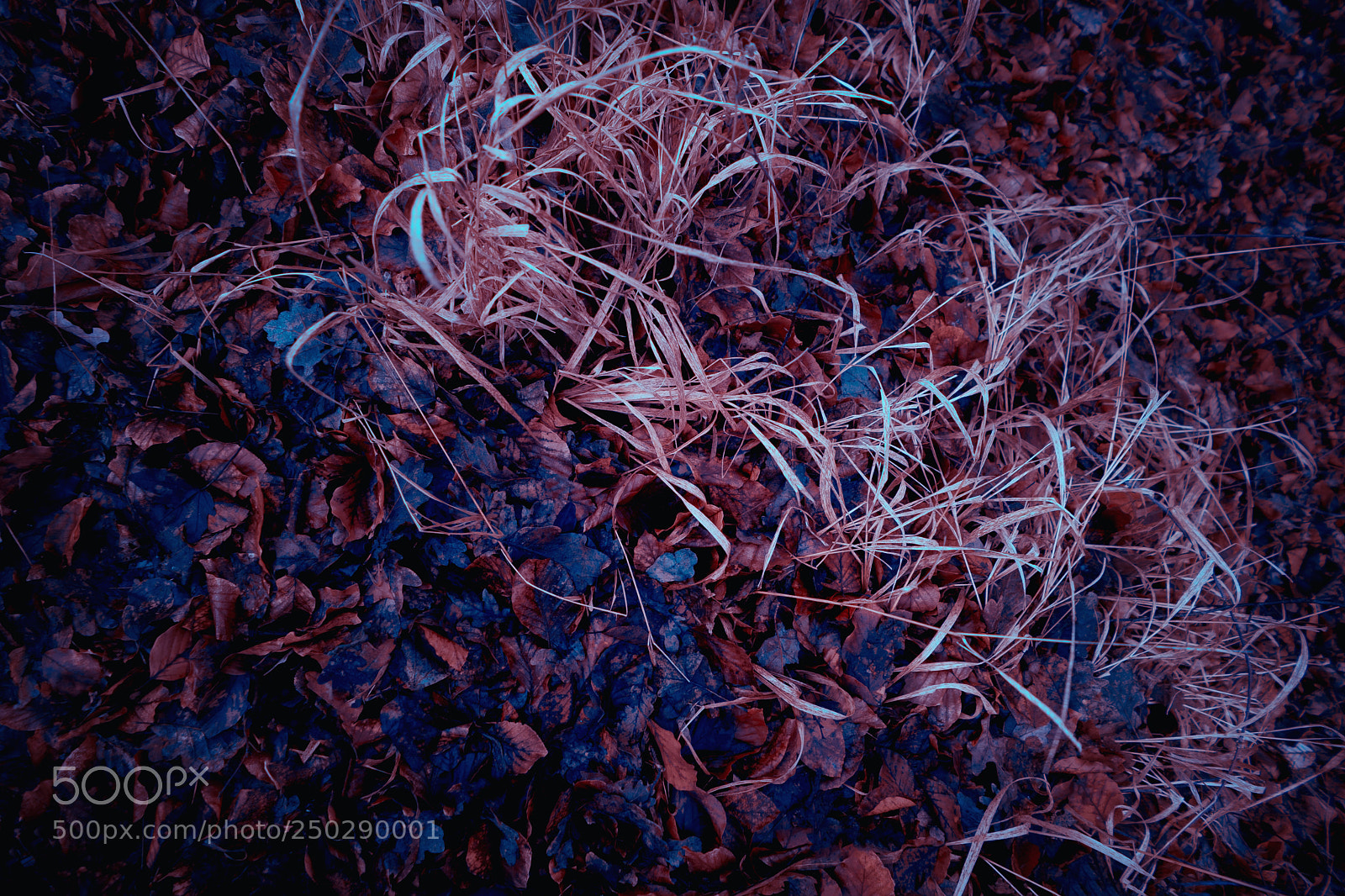 Sony a7 sample photo. Abstract foliage and meadow photography