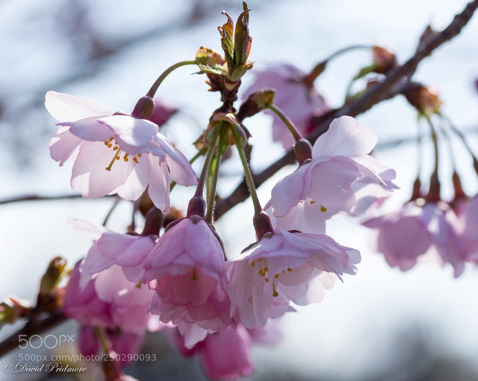 Nikon D7200 sample photo. Pretending to be spring photography