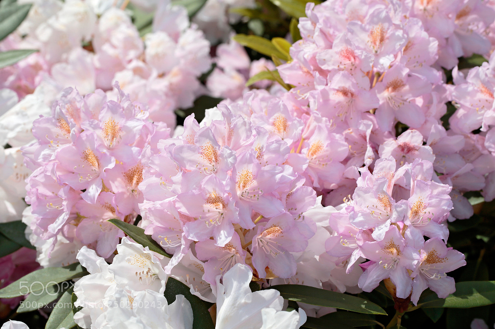 Canon EOS-1D X sample photo. Rhododendrons photography