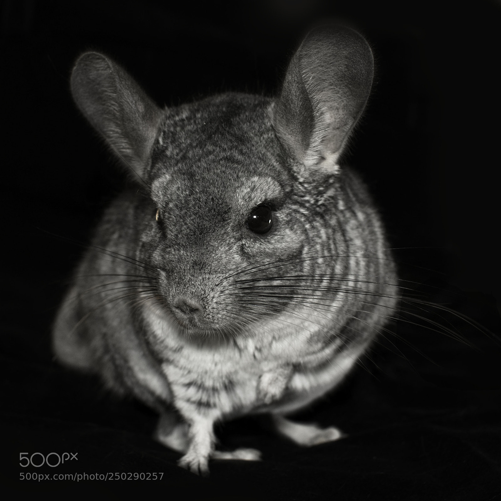Canon EOS 7D Mark II sample photo. Black and white chinchilla photography