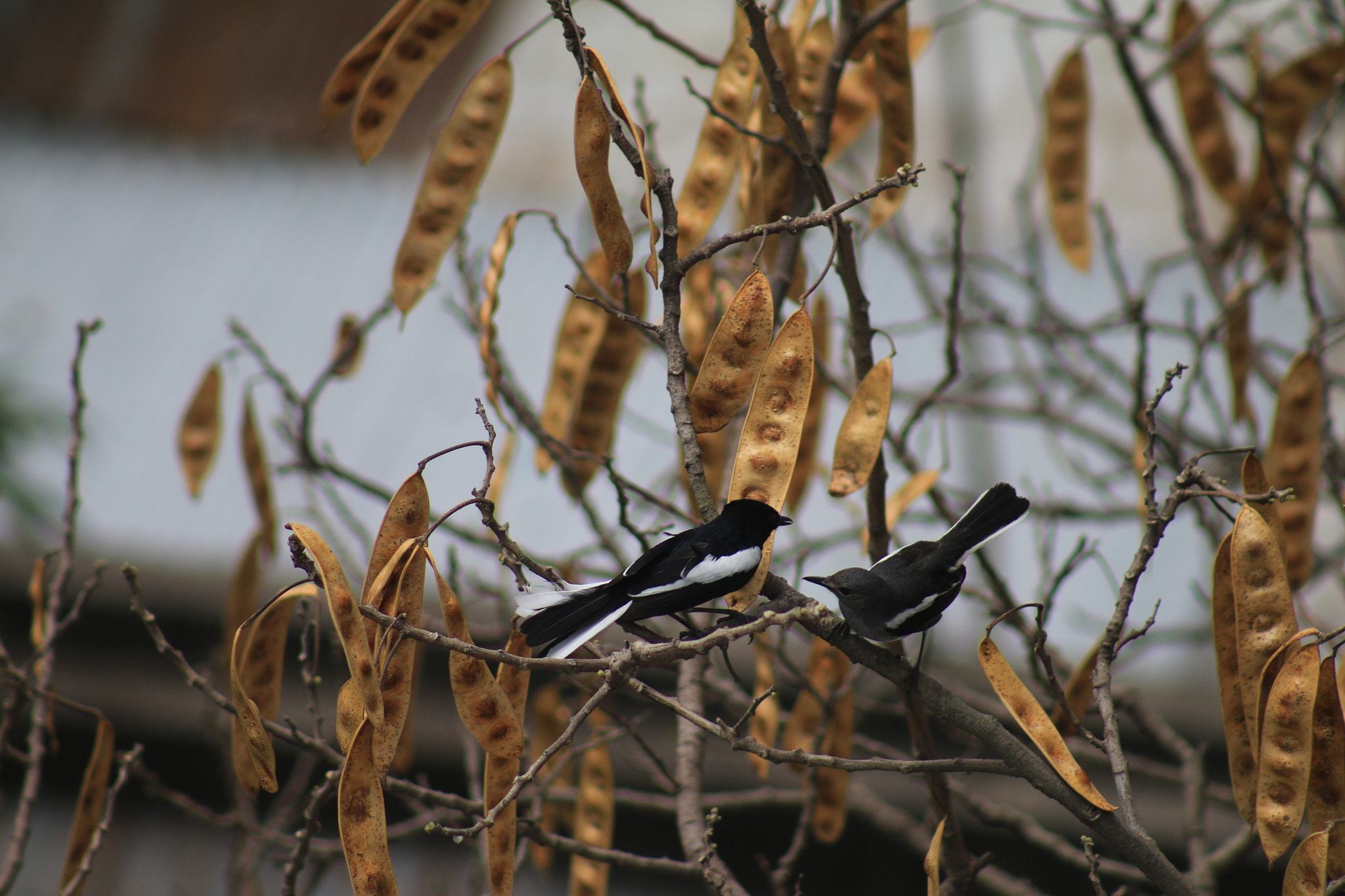 Canon EF 75-300mm f/4-5.6 sample photo. The magpie robin photography