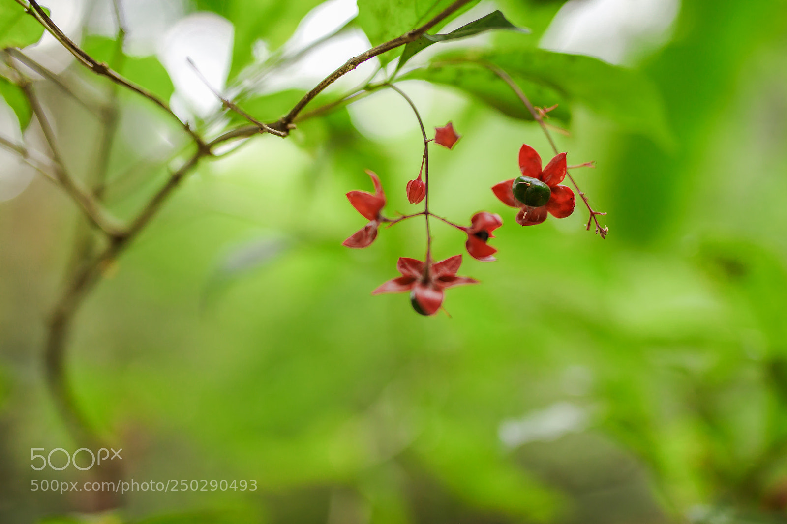 Canon EOS 5D Mark IV sample photo. Untitled photography