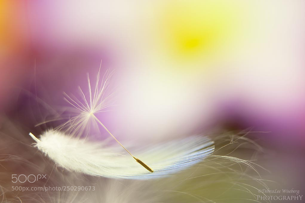 Nikon D700 sample photo. Feather top photography