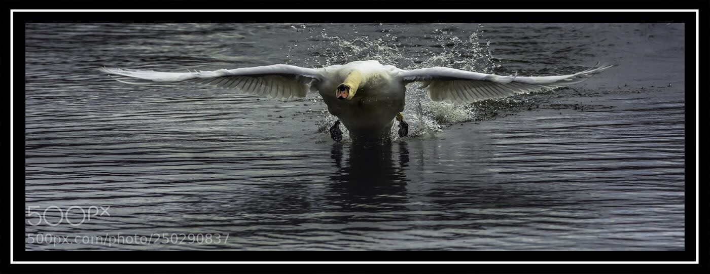 Nikon D7100 sample photo. Cleared for landing photography