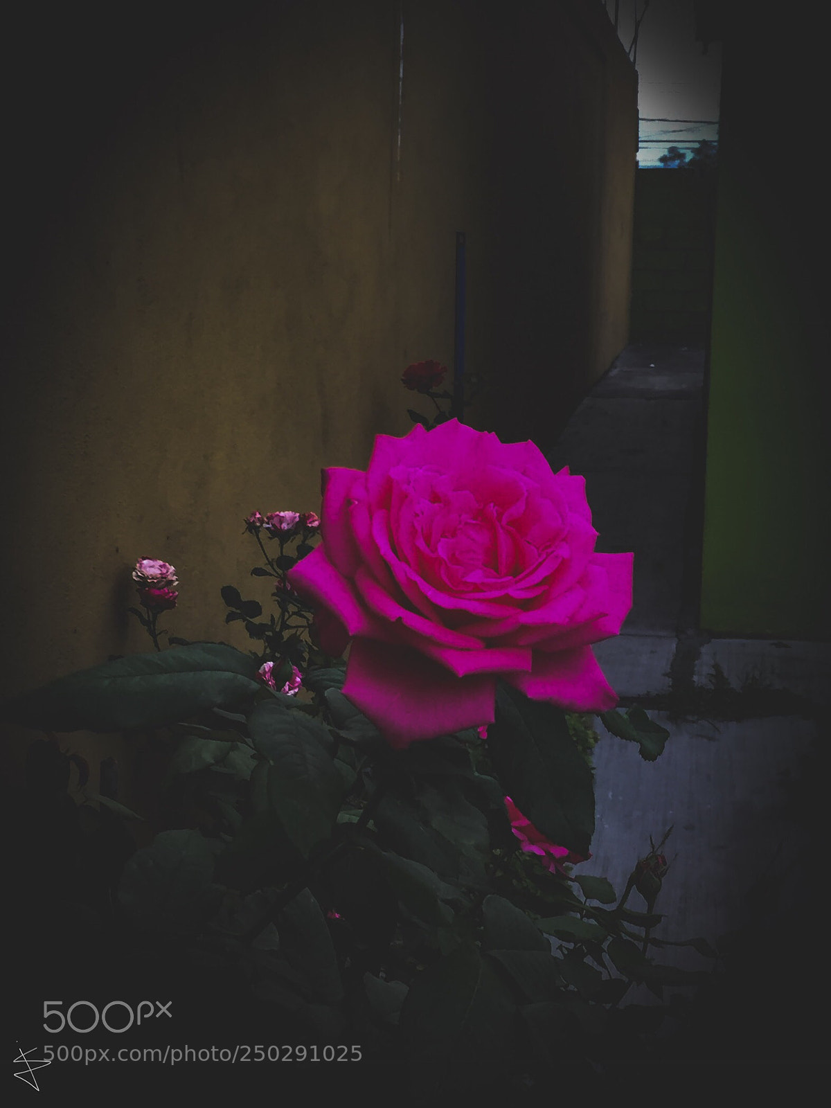 Apple iPhone 6 sample photo. Pink? photography