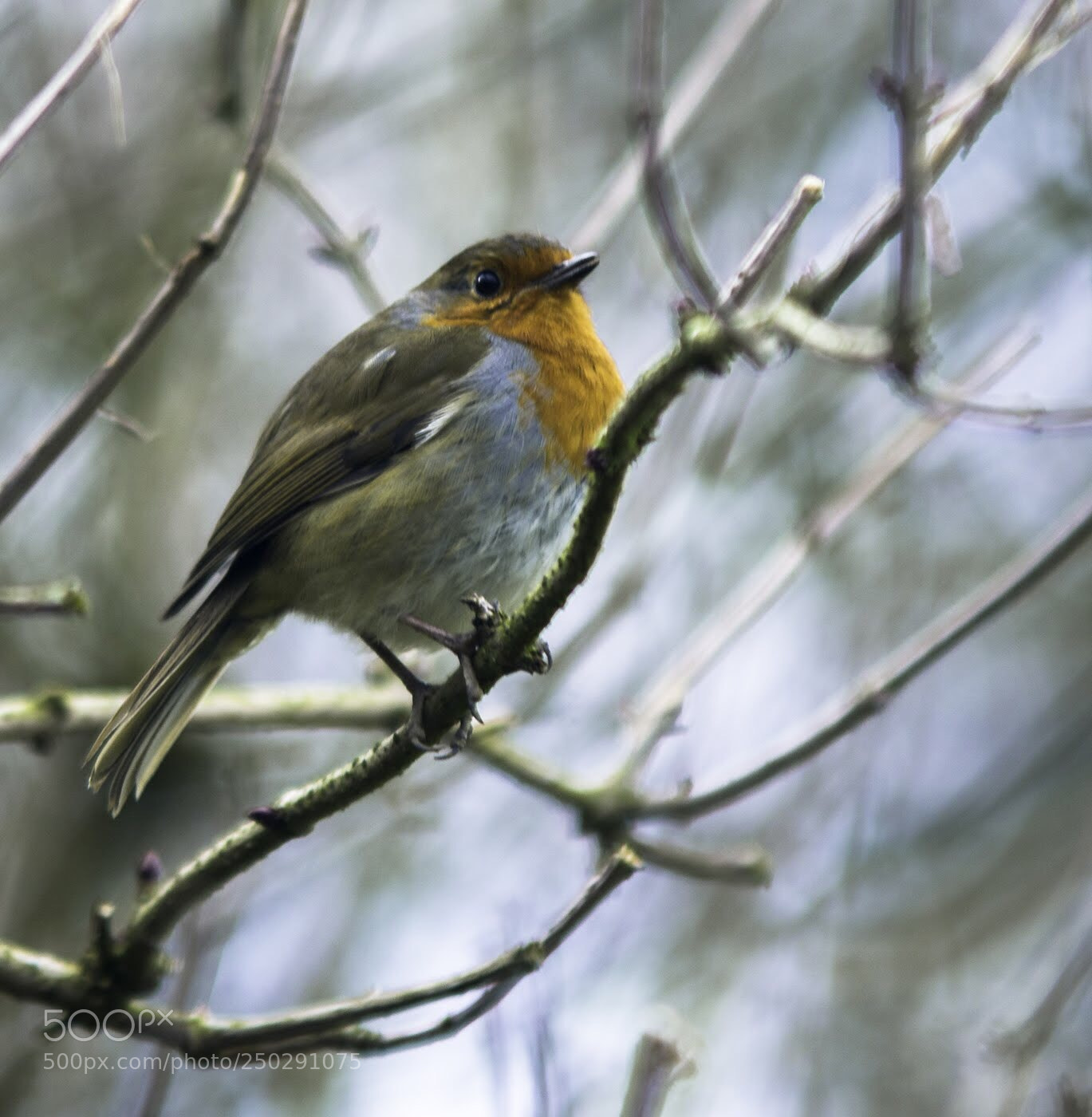 Nikon D7100 sample photo. Robin photography
