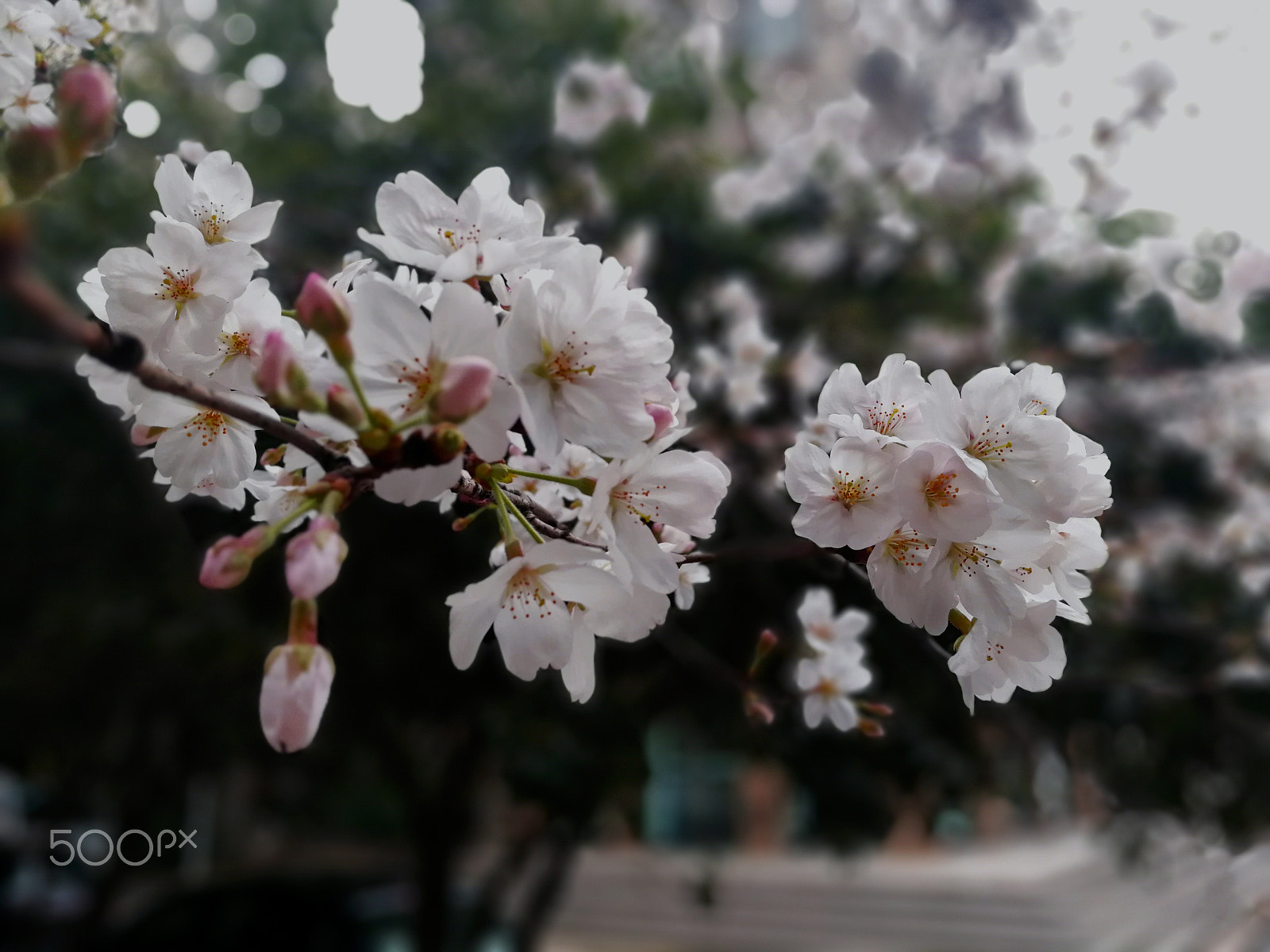 HUAWEI Honor V9 sample photo. 西苑赏樱03 photography