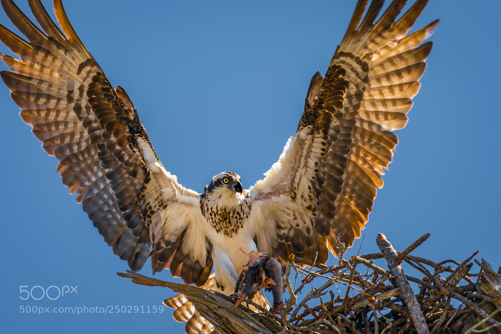 Sony a9 sample photo. Showing off wings photography