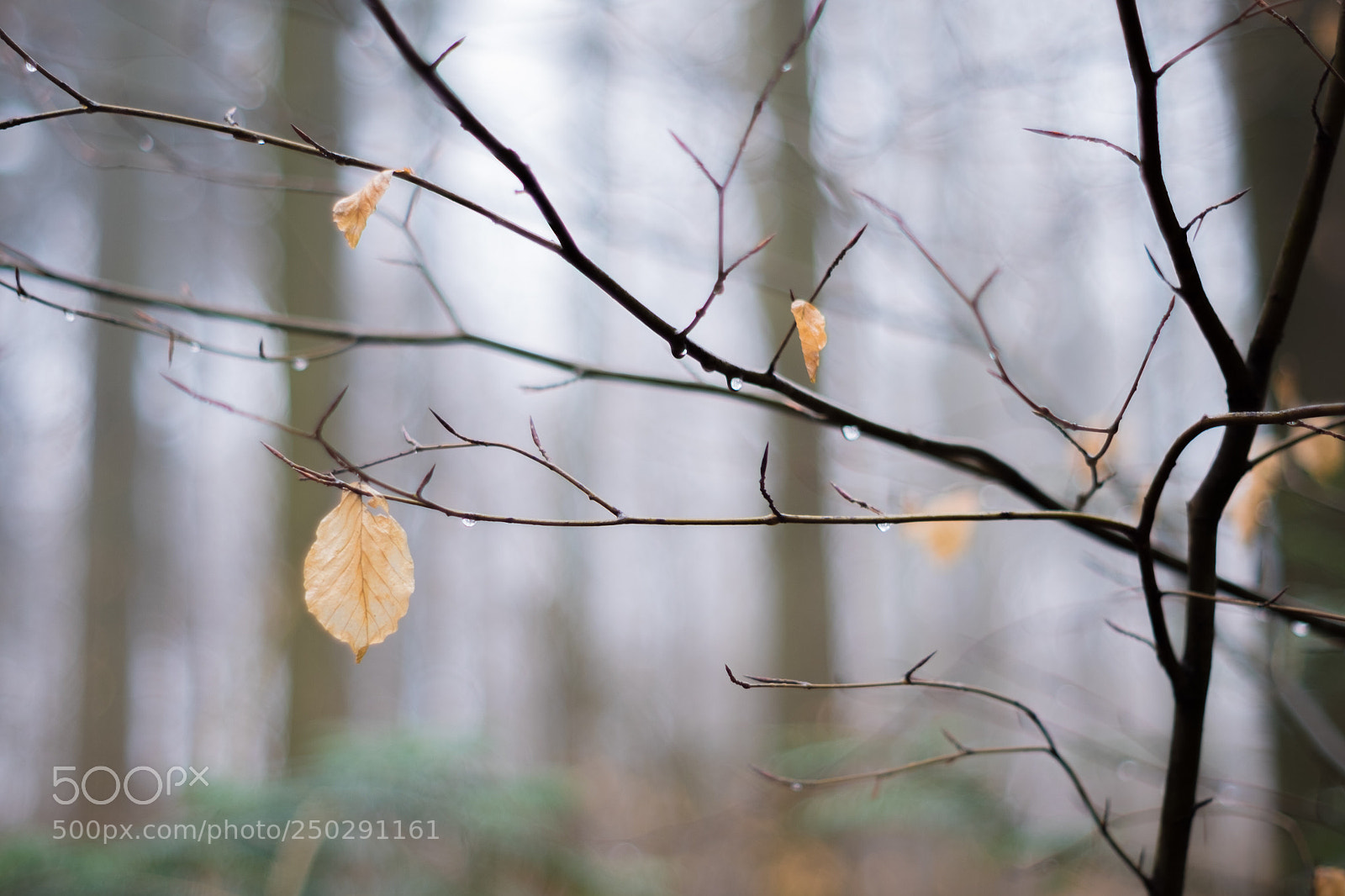Fujifilm X-T10 sample photo. The last leafs photography