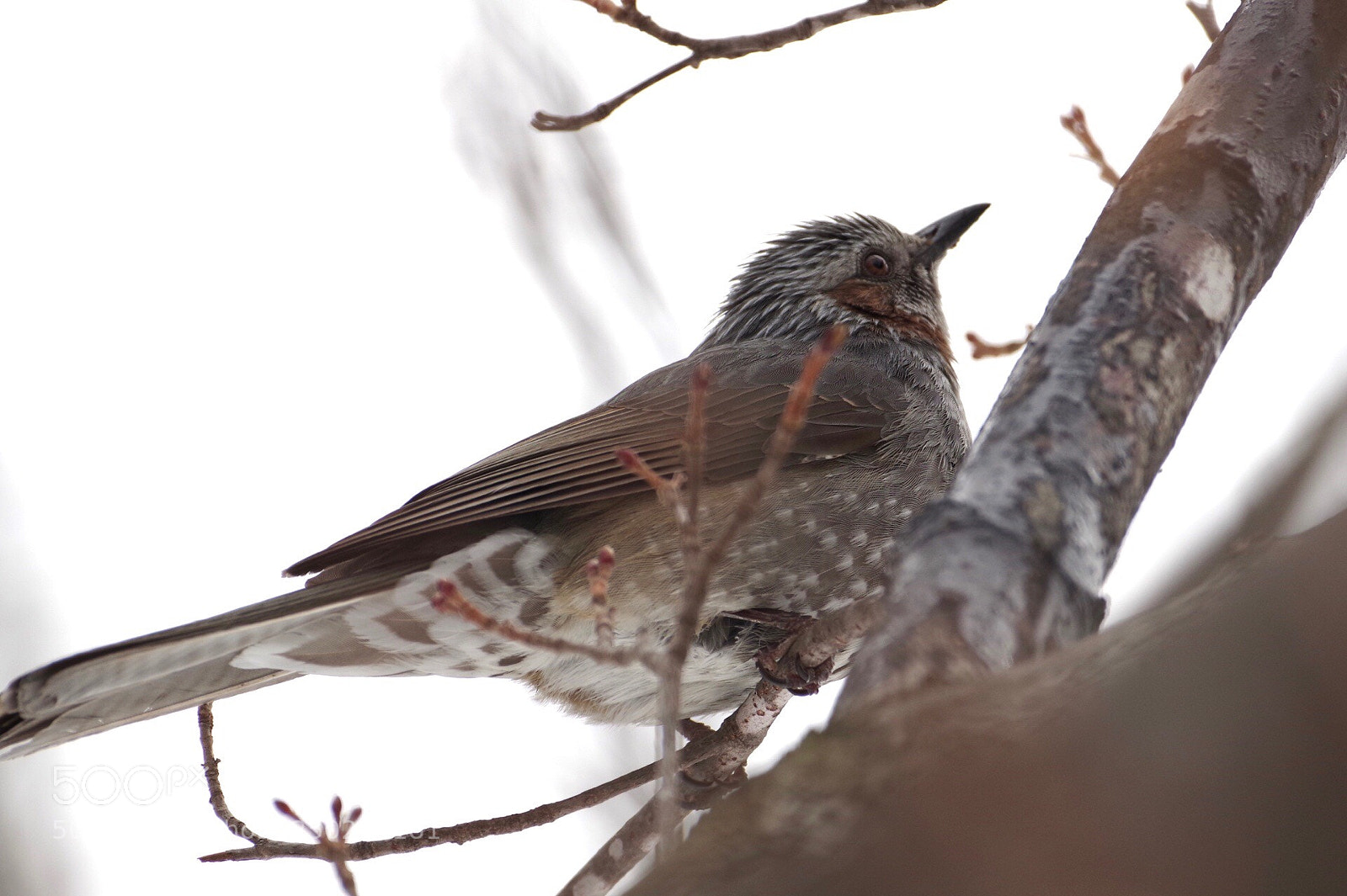 Pentax K-1 sample photo. Waiting for spring photography