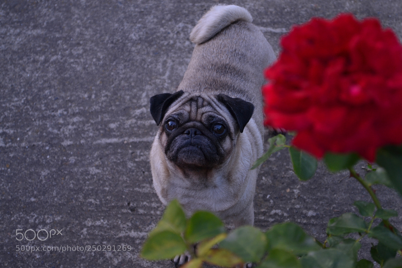 Nikon D3100 sample photo. "tara the pug" photography