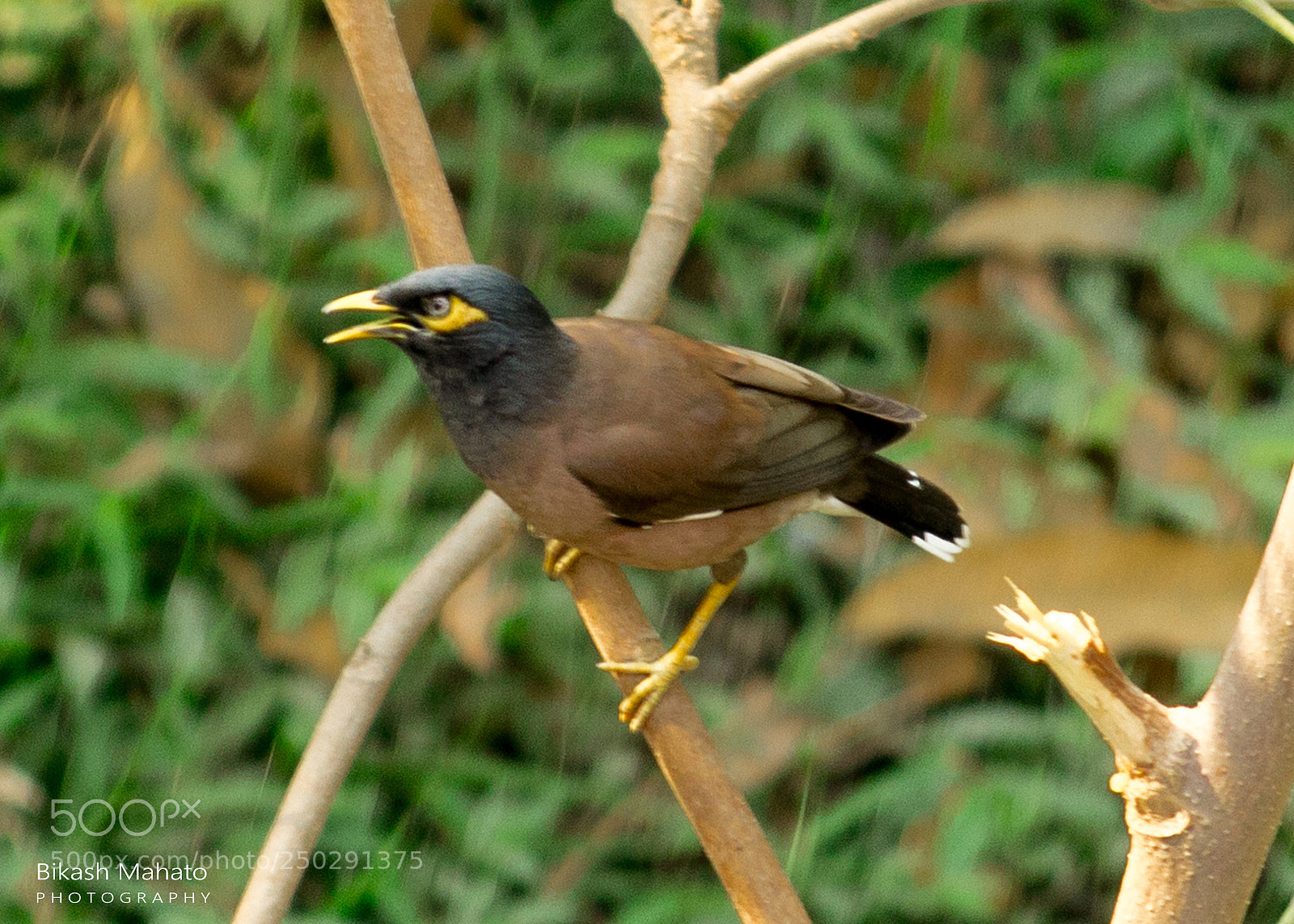 Canon EOS 1200D (EOS Rebel T5 / EOS Kiss X70 / EOS Hi) sample photo. Common / indian myna photography