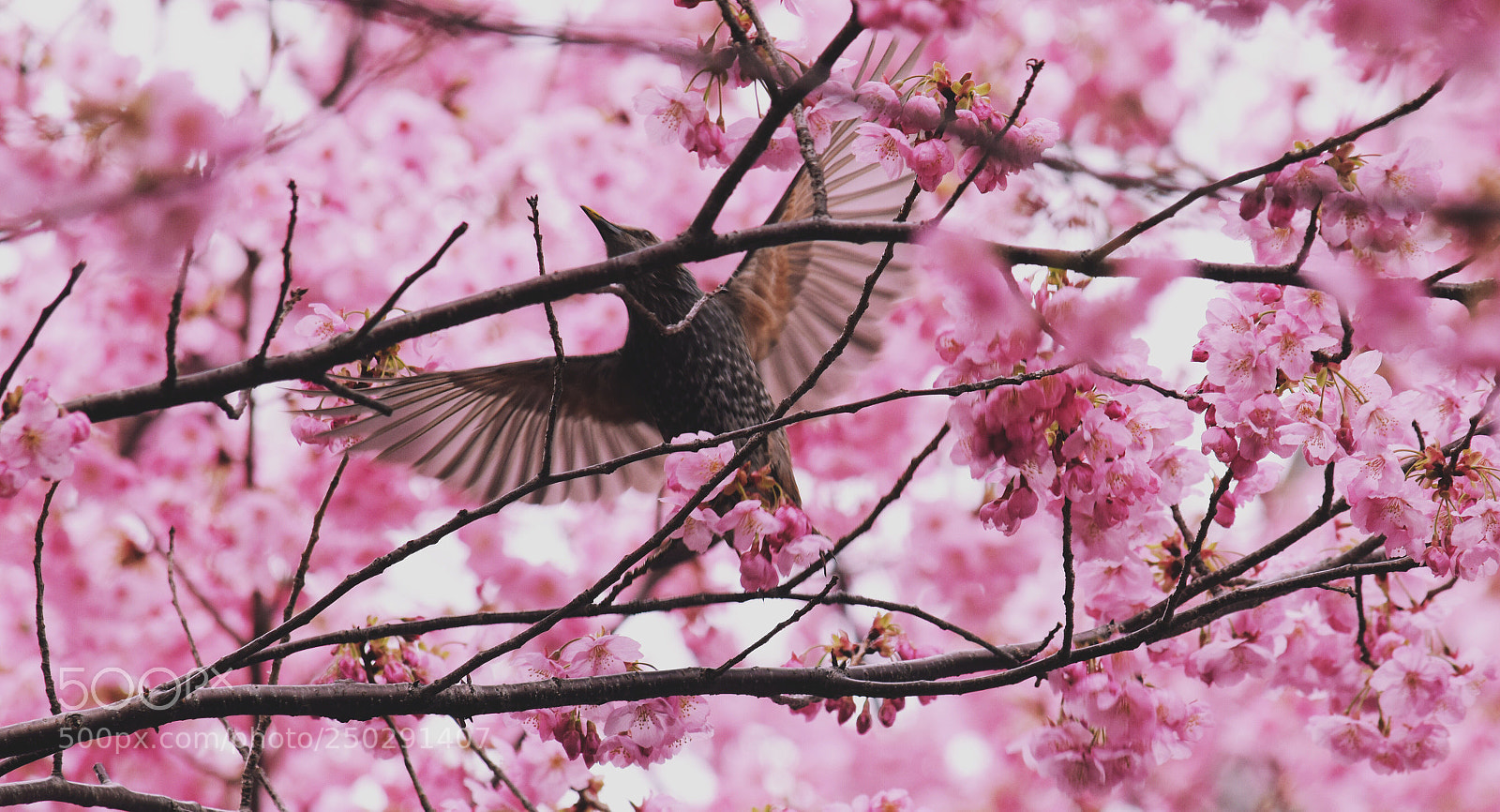 Nikon D5300 sample photo. Cherry blossom in tokyo  photography