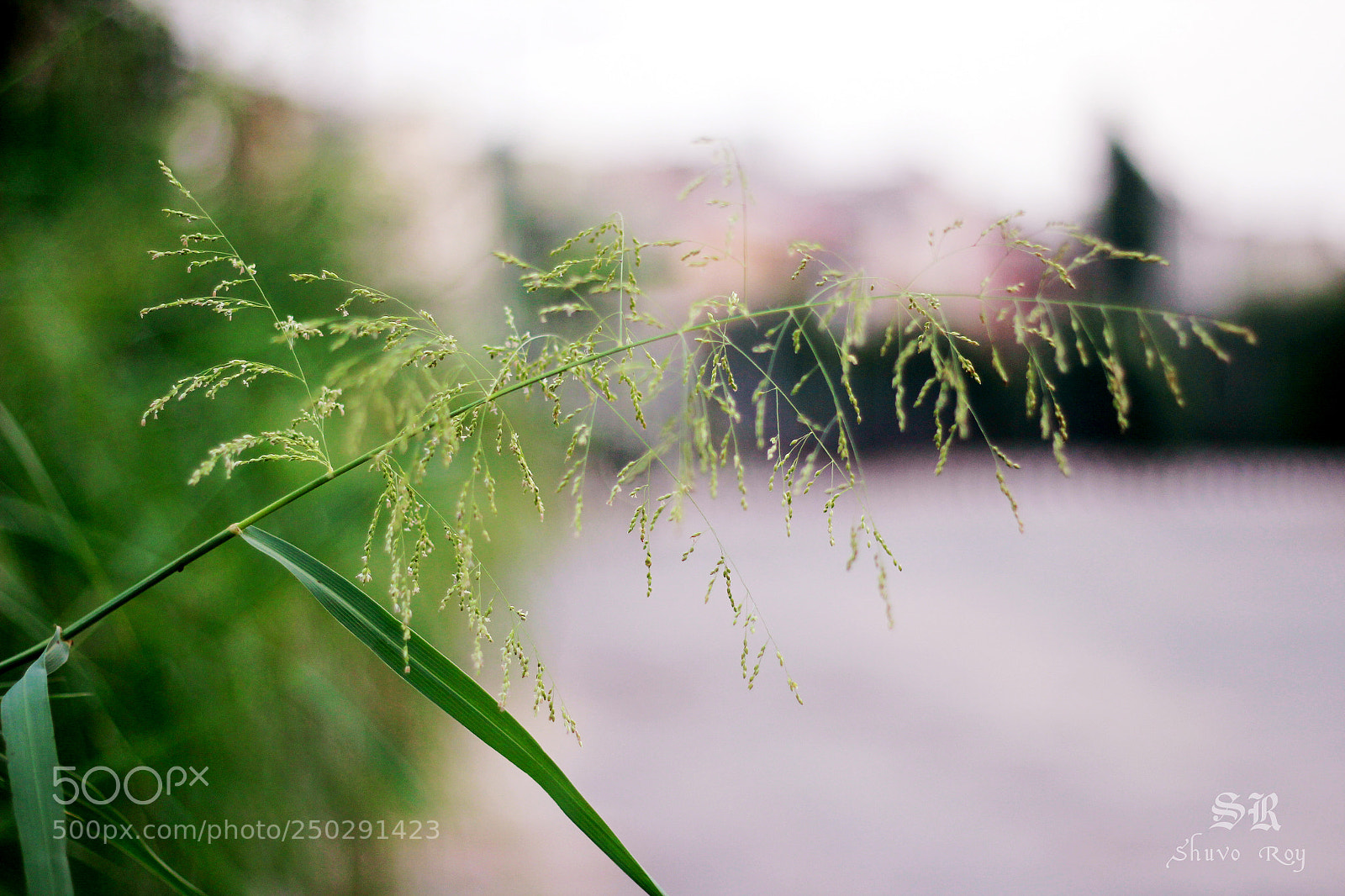 Canon EOS 60D sample photo. Depth of field. photography