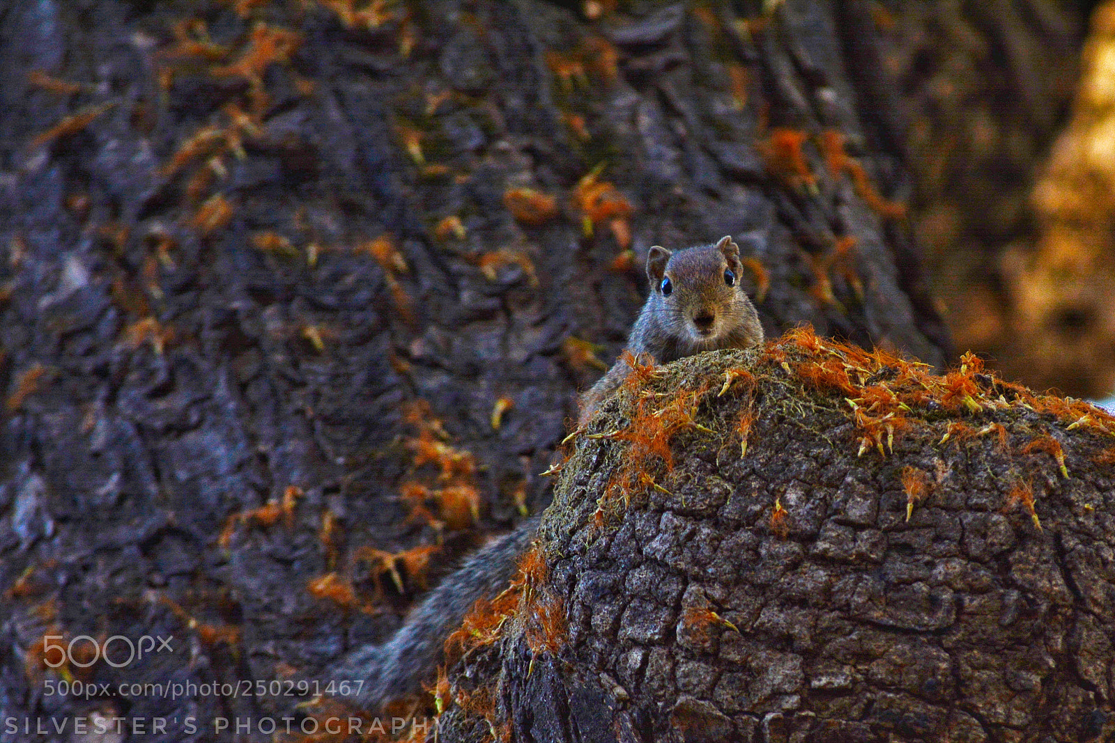 Nikon D5200 sample photo. Peek-a-boo photography
