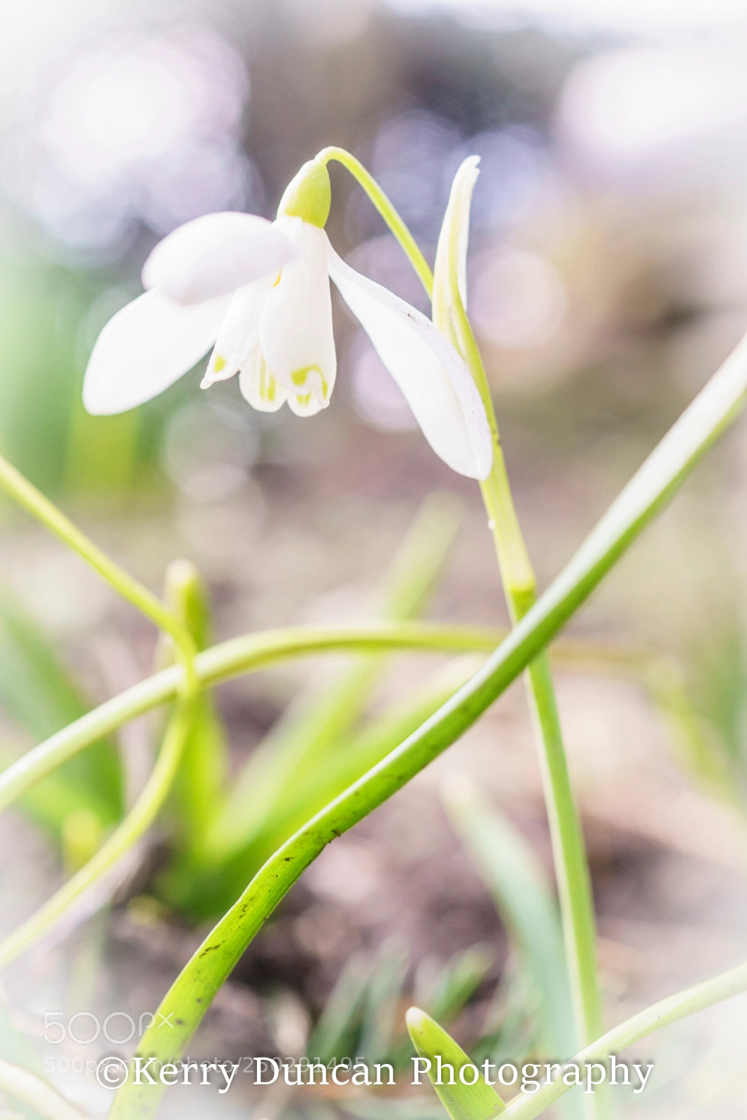 Sony ILCA-77M2 sample photo. Snowdrop photography