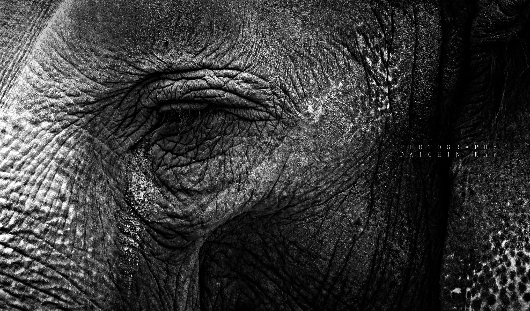 Sony E 55-210mm F4.5-6.3 OSS sample photo. Elephant's eyes photography