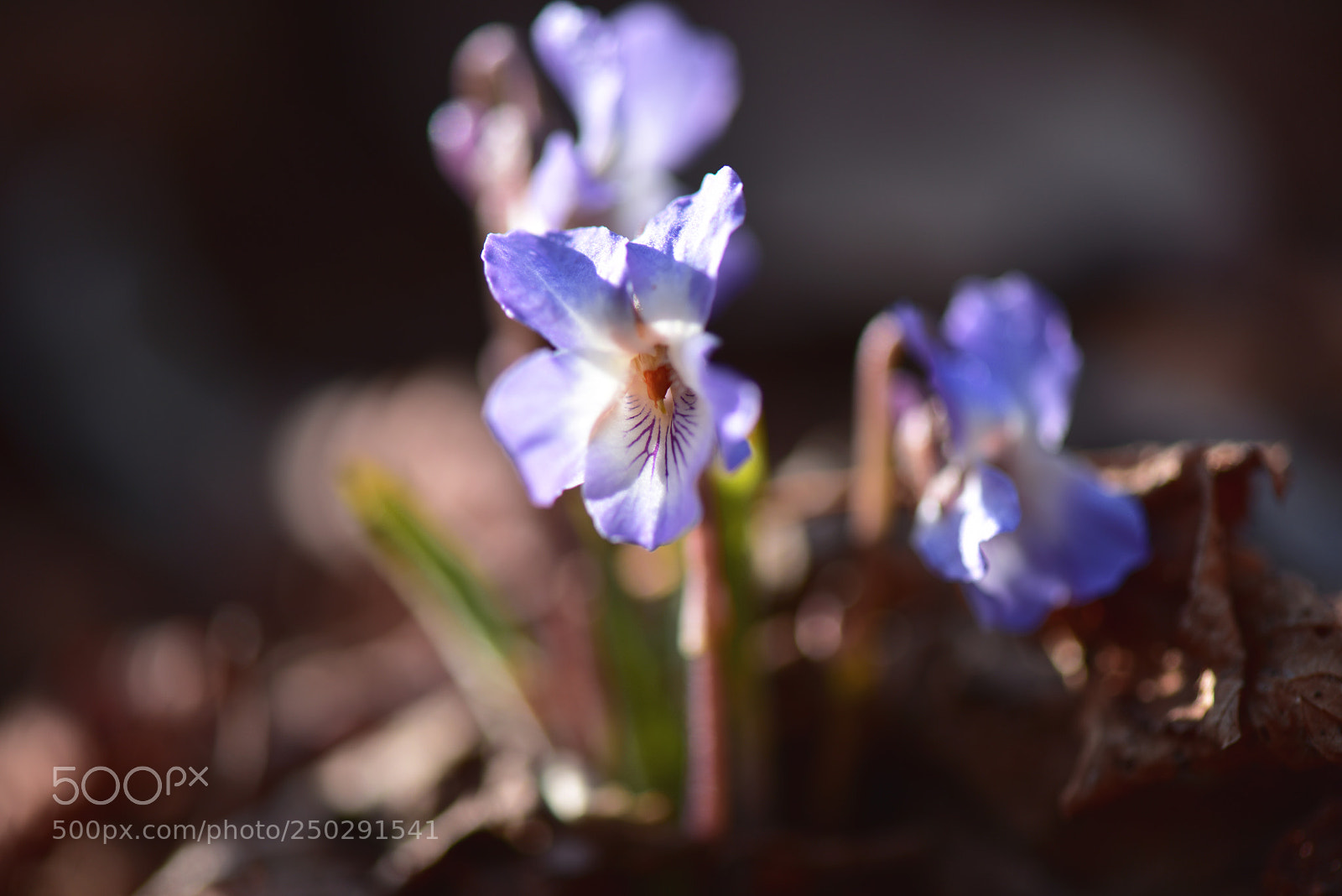Nikon D810 sample photo. Untitled photography